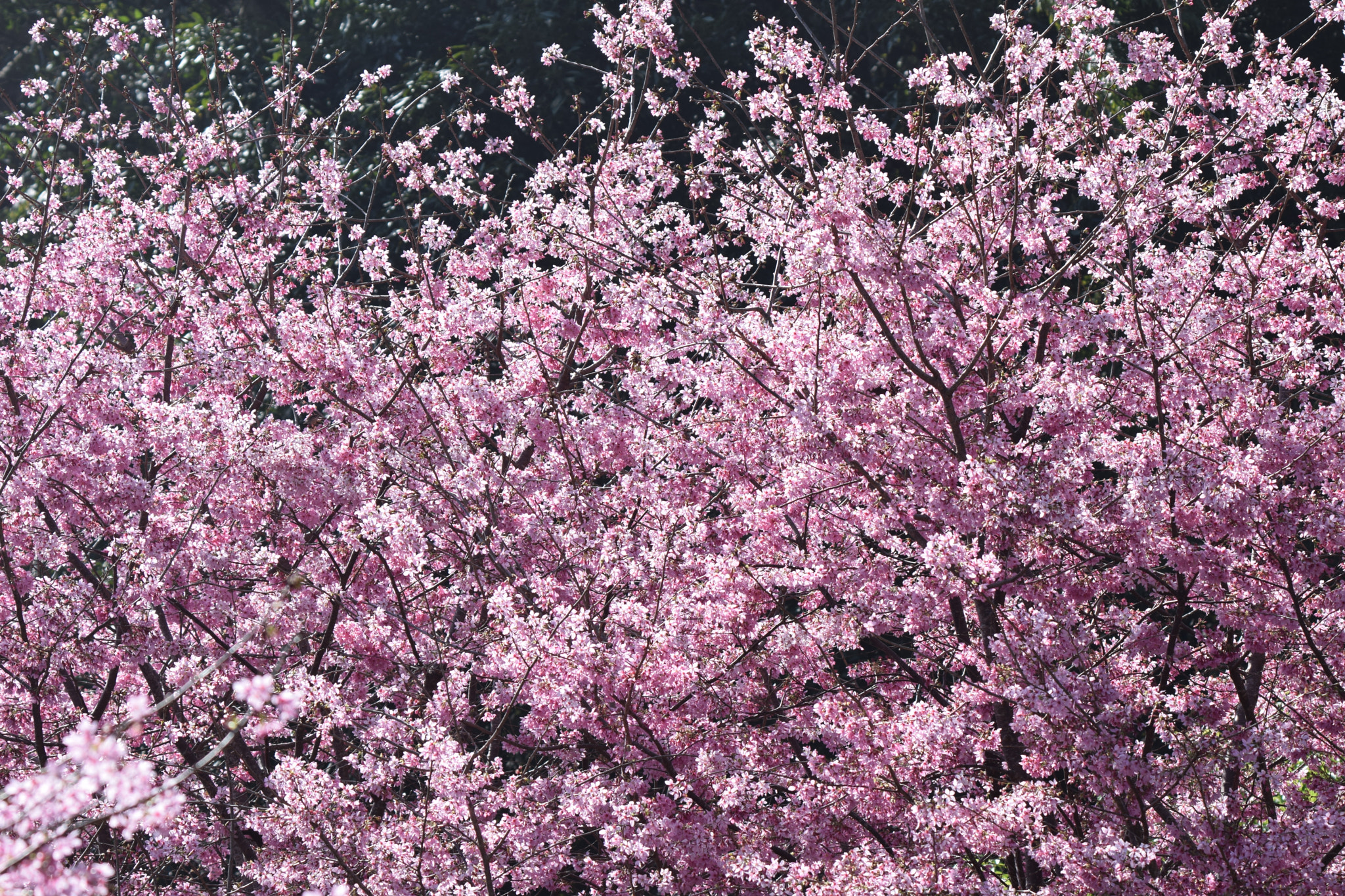 Nikon D5300 + Tamron SP 150-600mm F5-6.3 Di VC USD sample photo. Cherry blossom photography