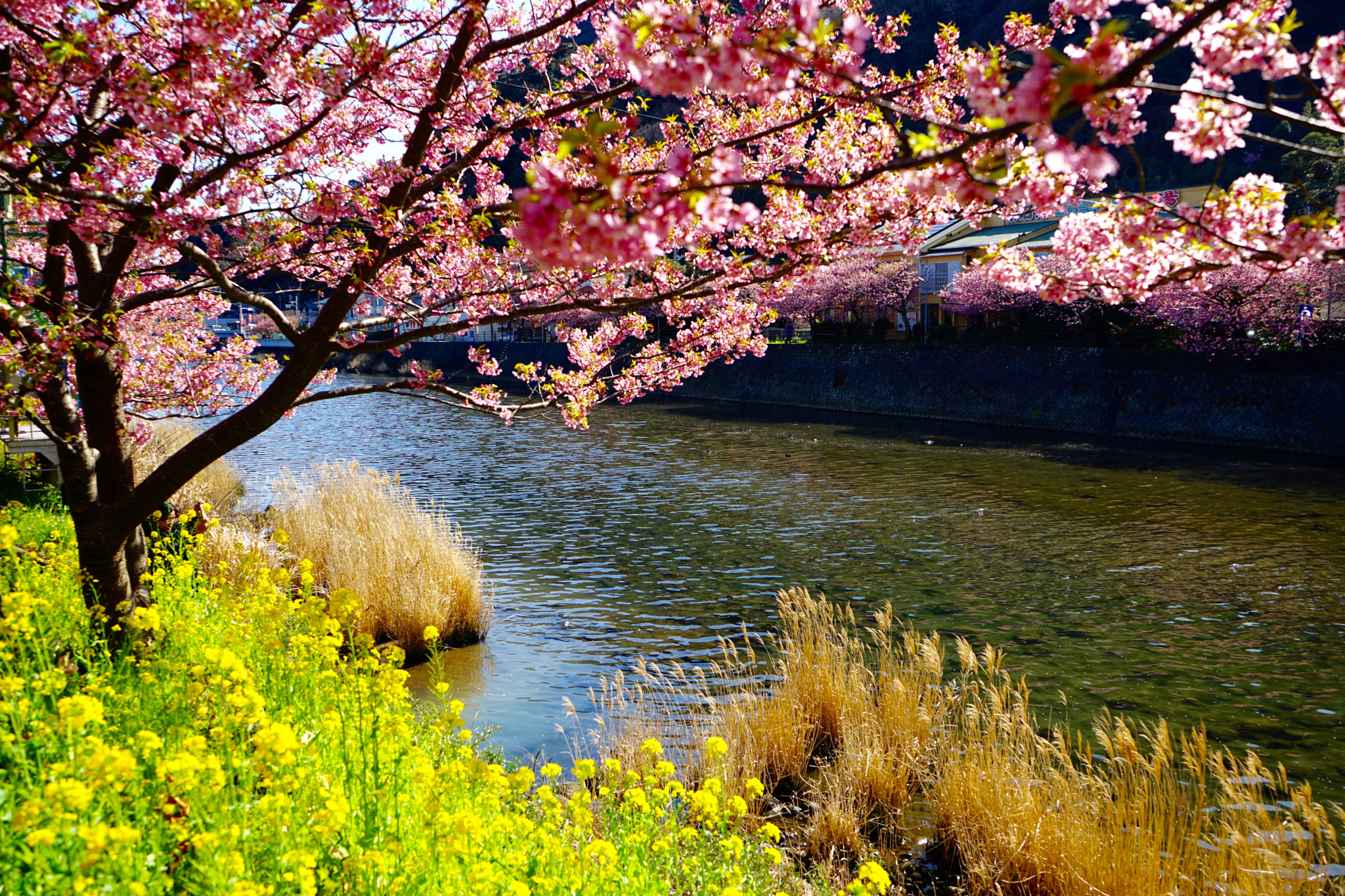 Sony a7 II sample photo. Cherry blossom photography