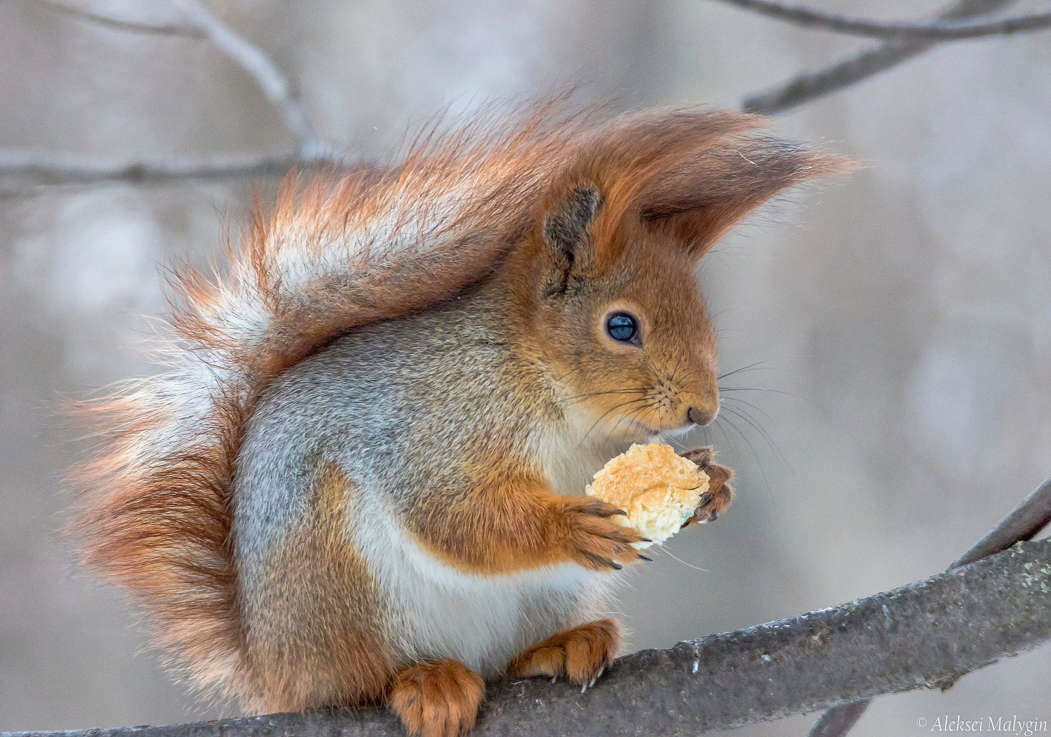 Sigma 150-500mm F5-6.3 DG OS HSM sample photo. Lunch time photography