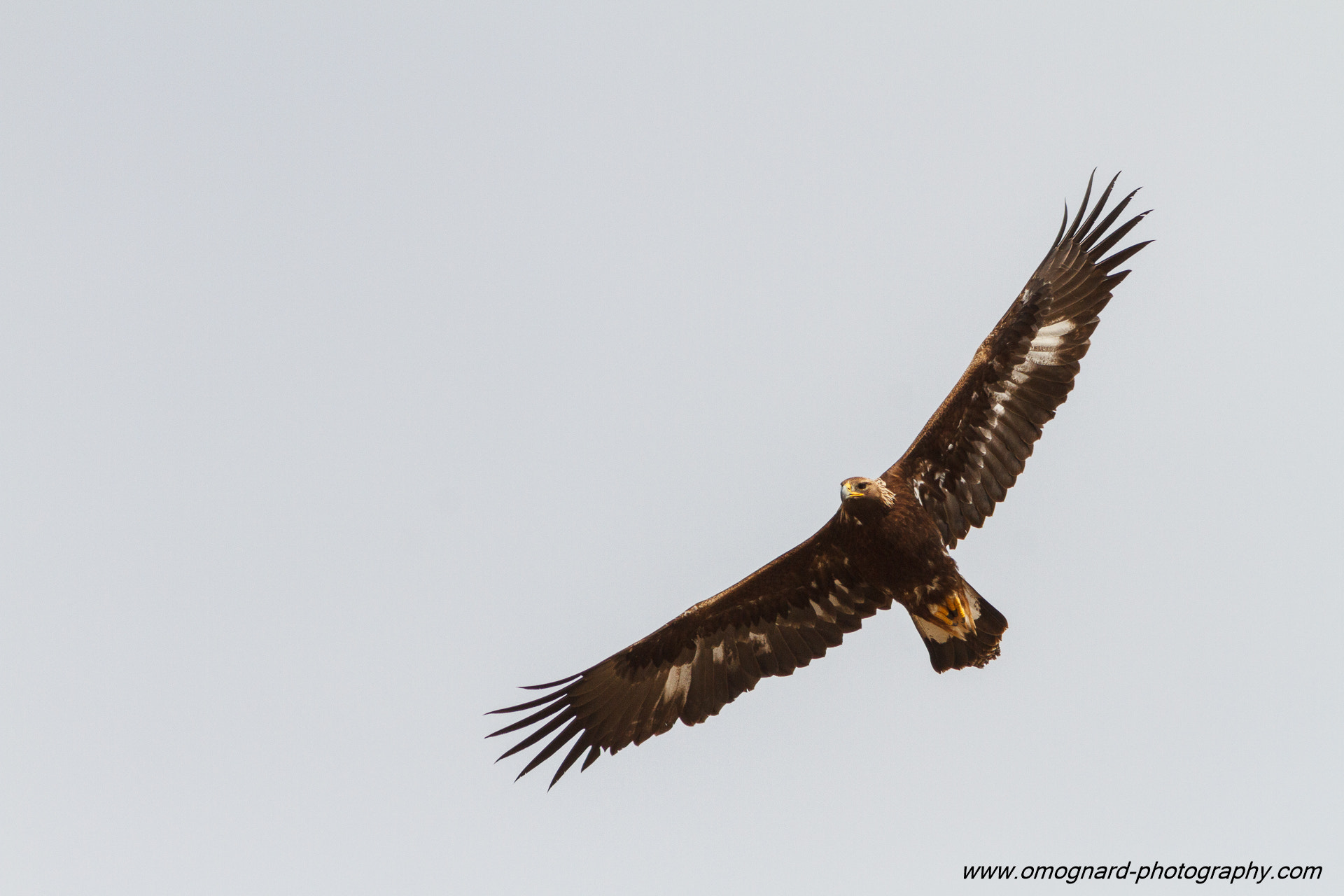 Canon EOS 7D + Canon EF 300mm F4L IS USM sample photo. Prince of the skies photography