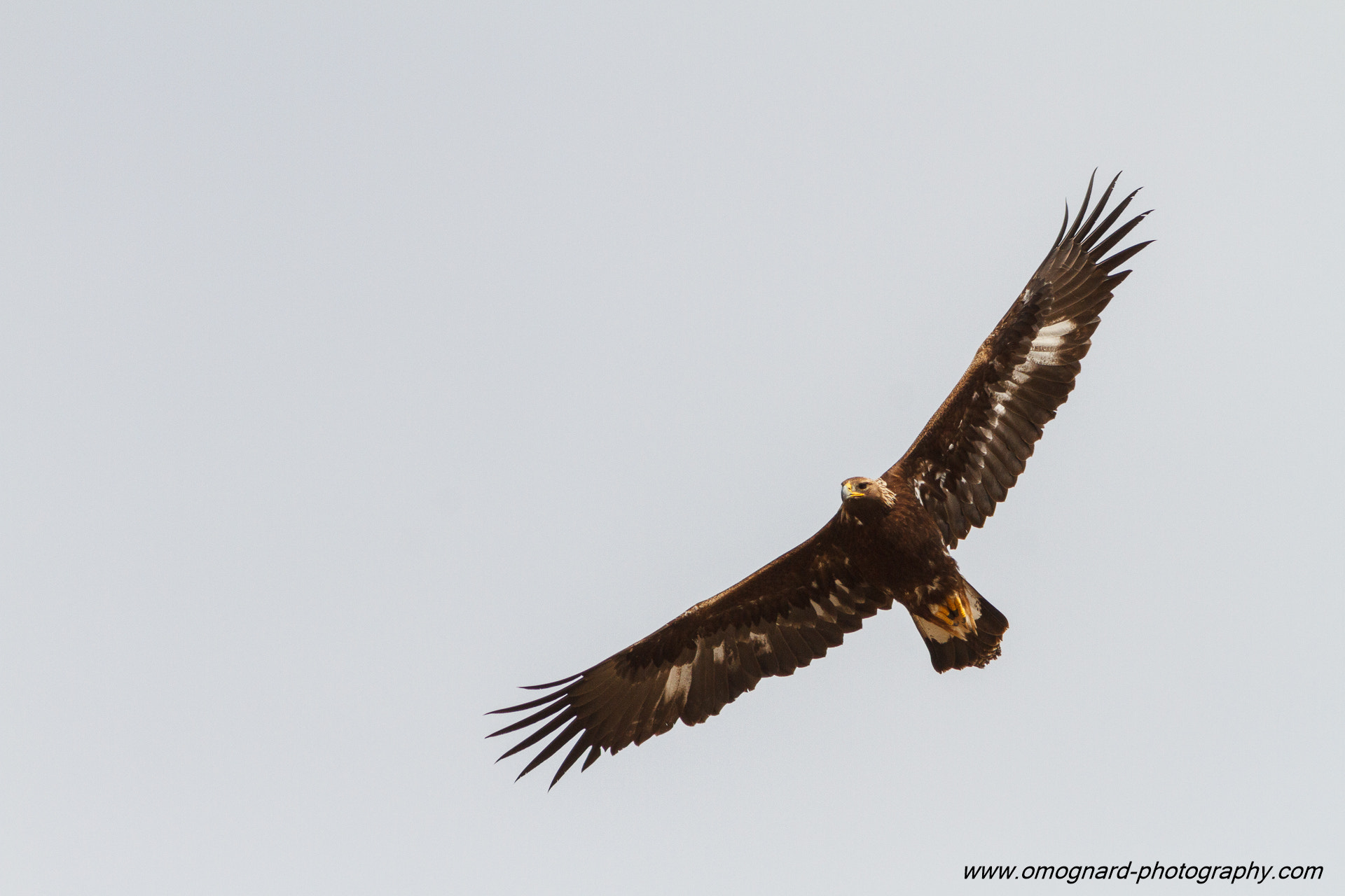 Canon EF 300mm F4L IS USM sample photo. Prince of the skies photography