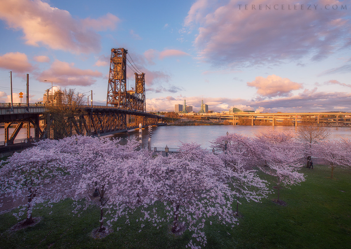 Nikon D810 sample photo. Steel bridge photography