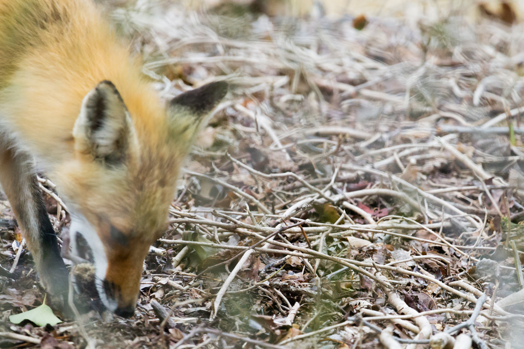 Canon EF 100-400mm F4.5-5.6L IS USM sample photo. Fox and his dinner photography