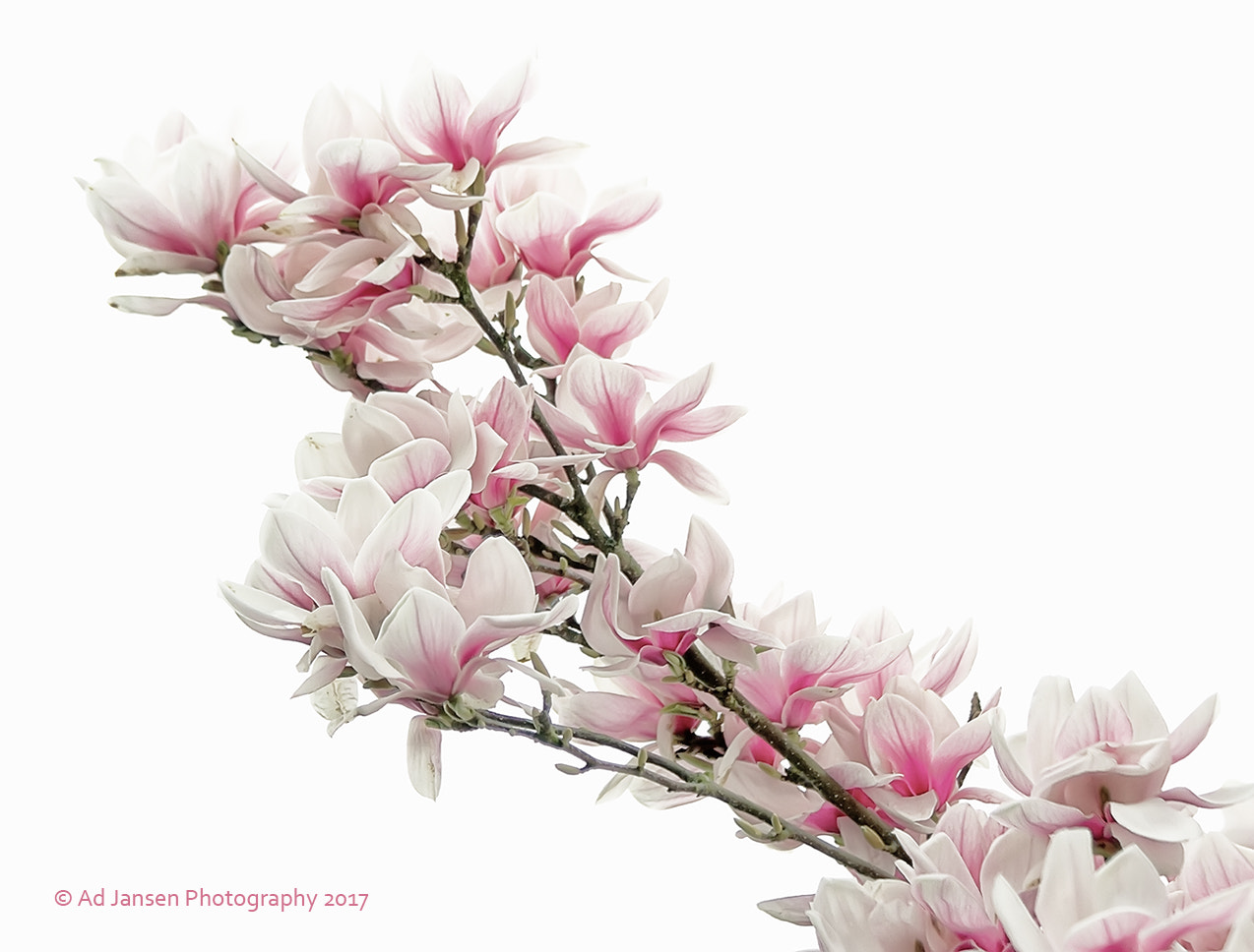 Canon EF 70-300mm F4-5.6 IS USM sample photo. Highkeymagnolia photography