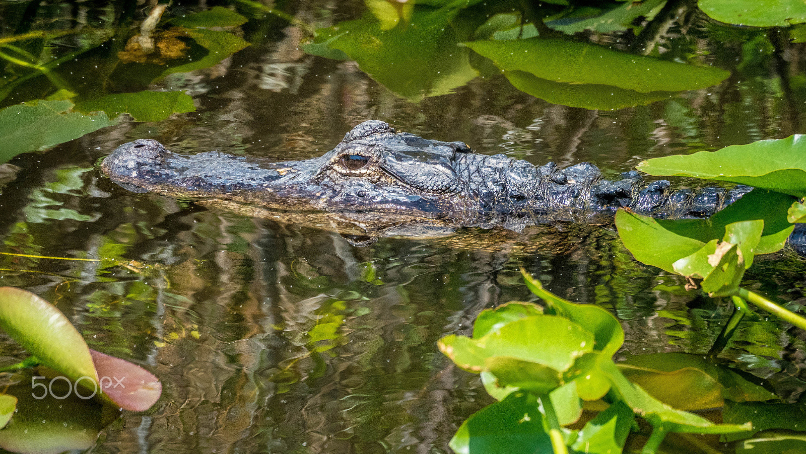 Olympus OM-D E-M1 Mark II sample photo. Mr.crocodile photography