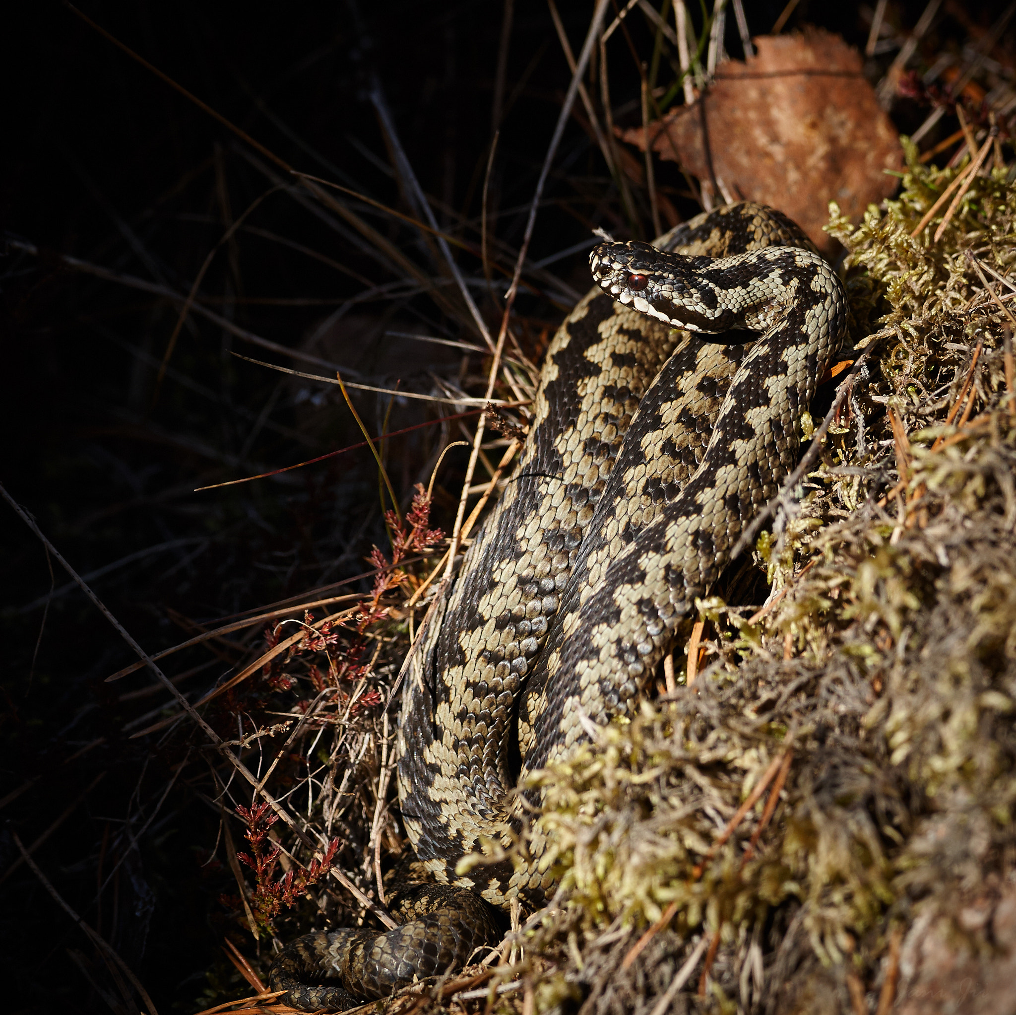 Canon EOS-1D Mark III sample photo. Snake sunbathing 2 photography