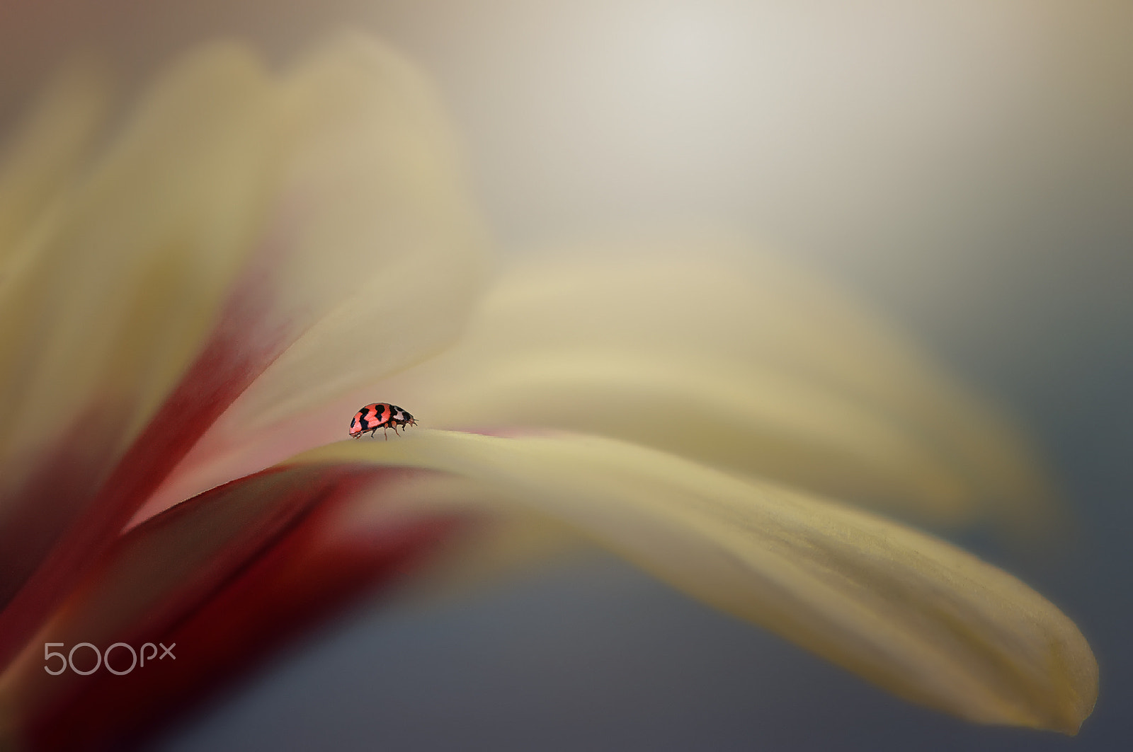 Nikon AF-S Micro-Nikkor 105mm F2.8G IF-ED VR sample photo. Ladybug, beautiful ladybug, flowers photography