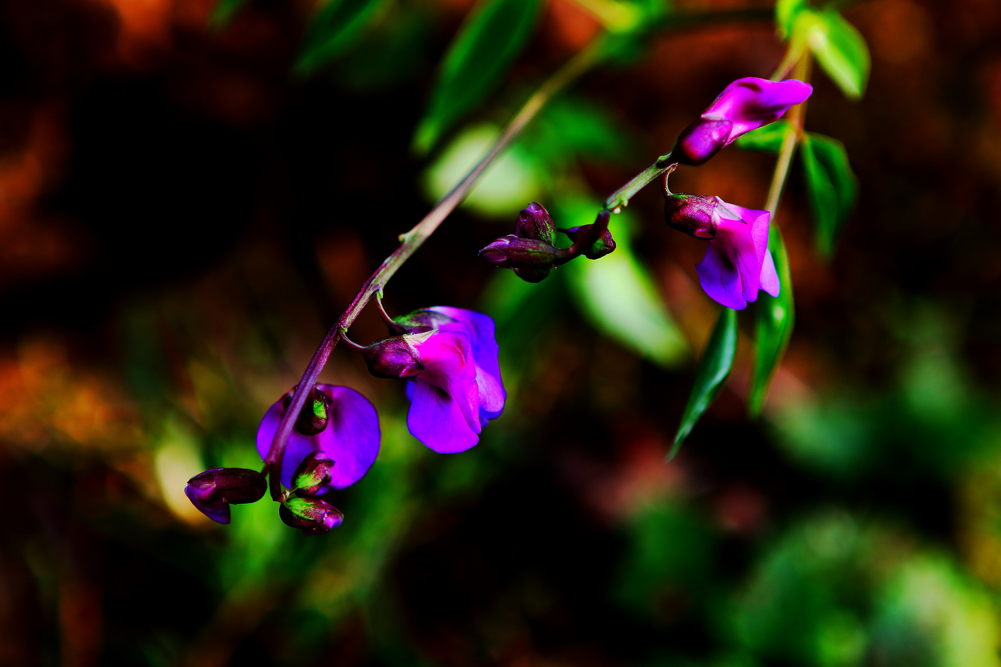 Canon EF 24-70mm F2.8L USM sample photo. Spring in the garden photography