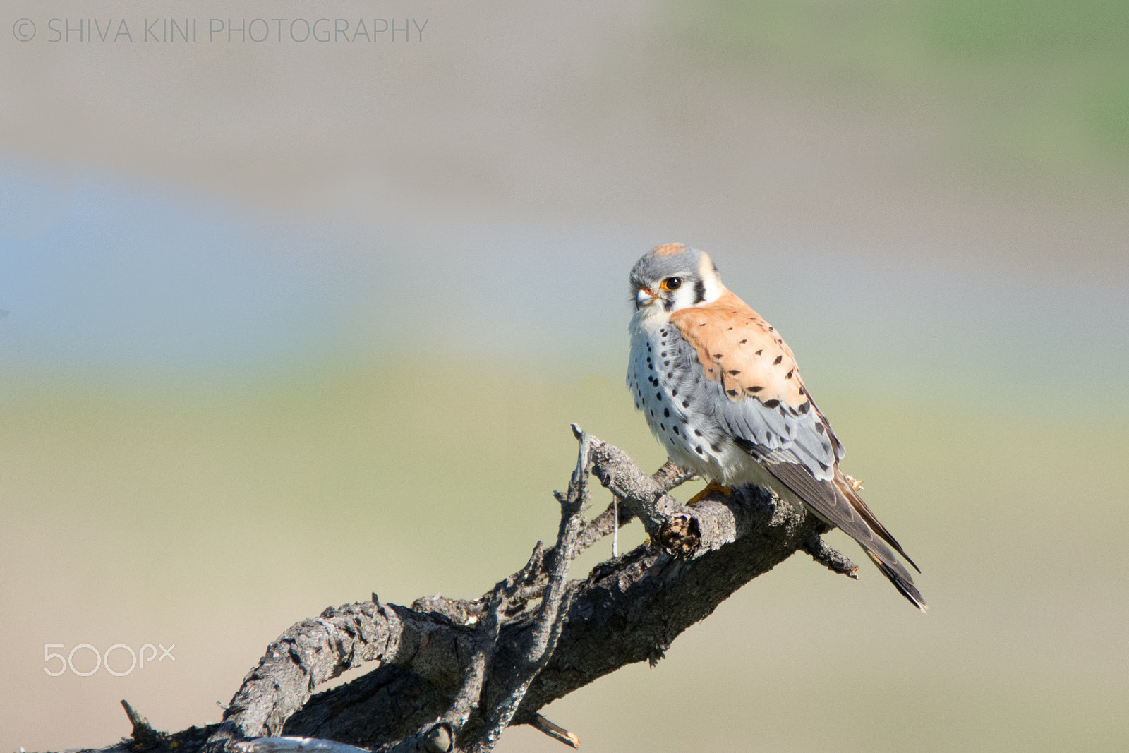 Nikon D7100 sample photo. American kestrel photography