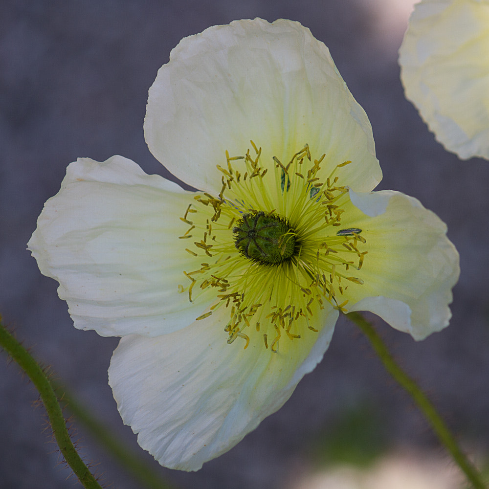 Canon EF-S 55-250mm F4-5.6 IS sample photo. White poppy photography