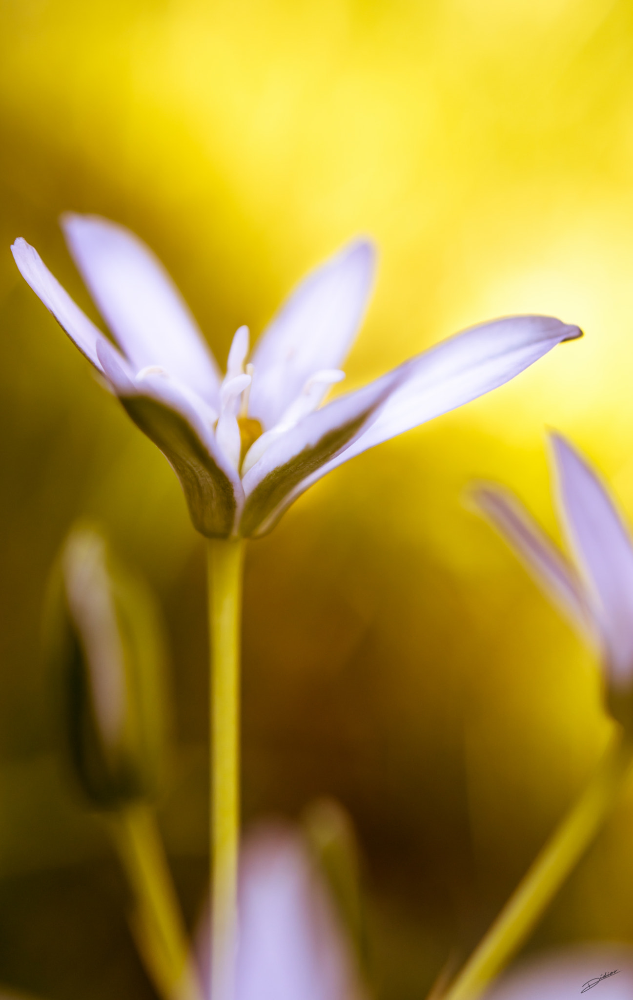 Nikon D5500 + Nikon AF-S DX Nikkor 35mm F1.8G sample photo. * flower * photography