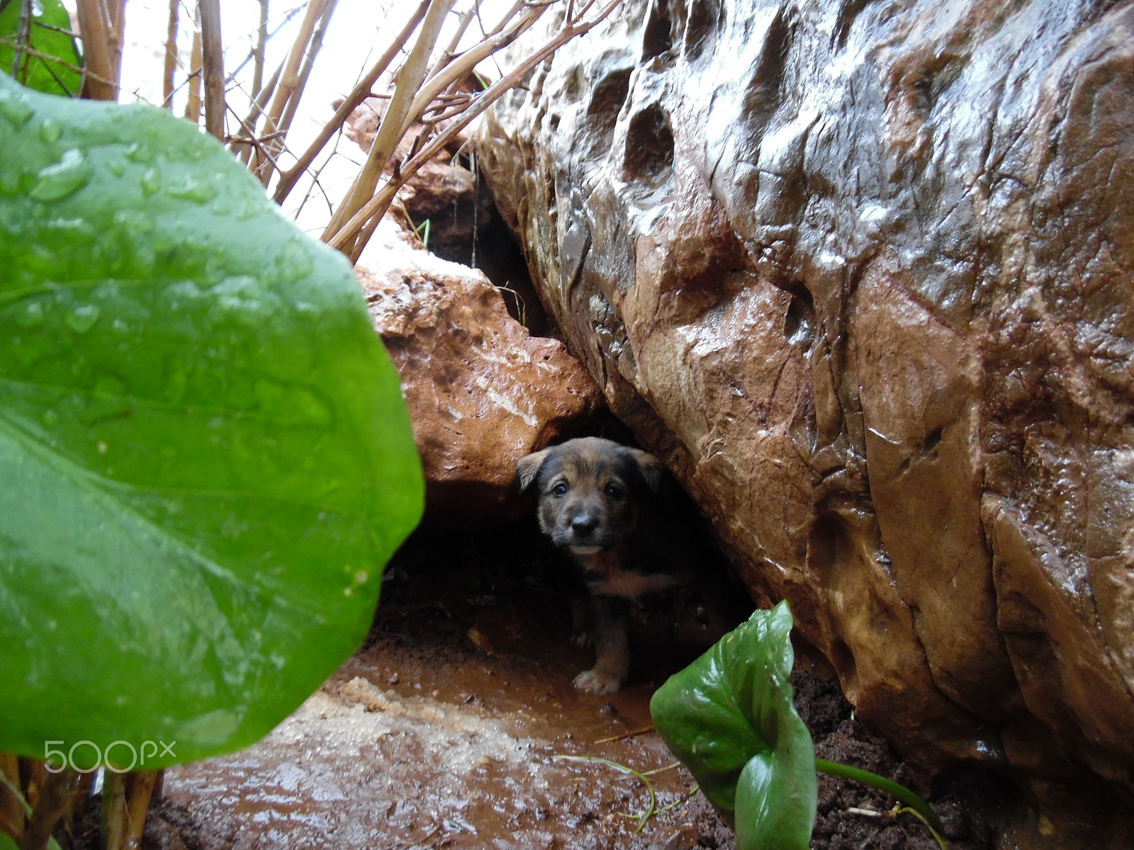 Samsung WB35F/WB36F/WB37F sample photo. Dog hiding, photography