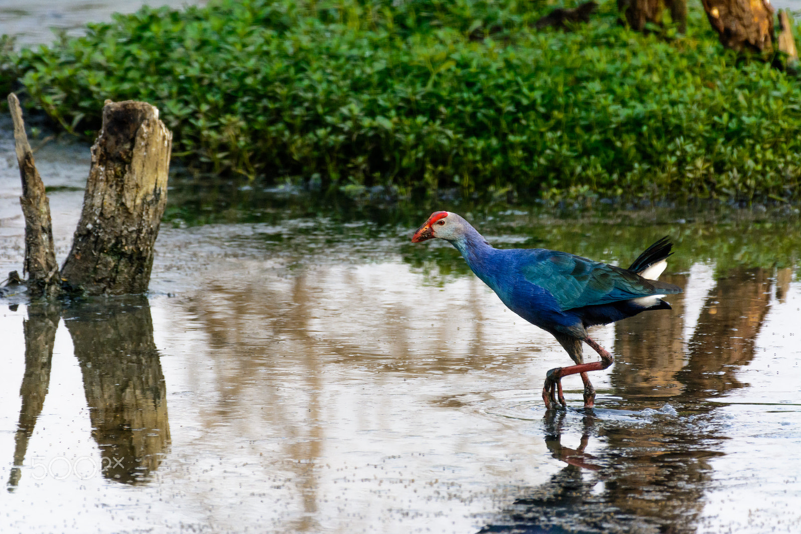 Nikon AF-S Nikkor 200-500mm F5.6E ED VR sample photo. Pruple swamp hen photography