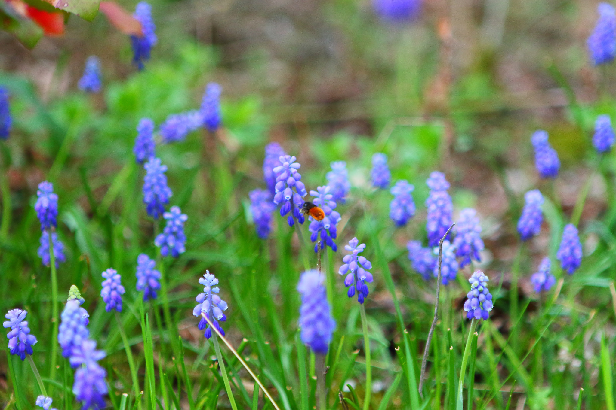Canon EF 24-70mm F2.8L USM sample photo. Blauer teppich photography