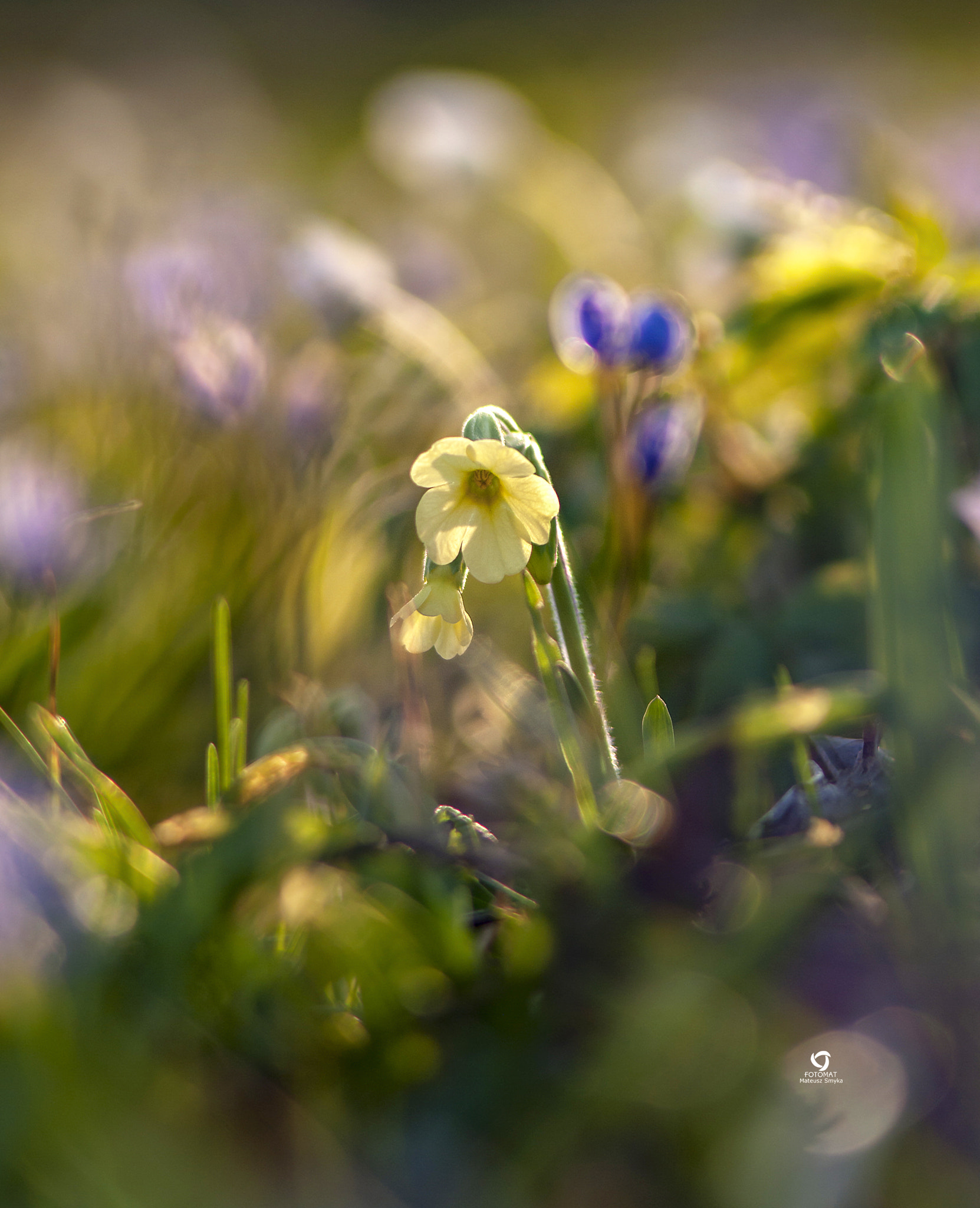 A Series Lens sample photo. Wiosna, spring, poland photography