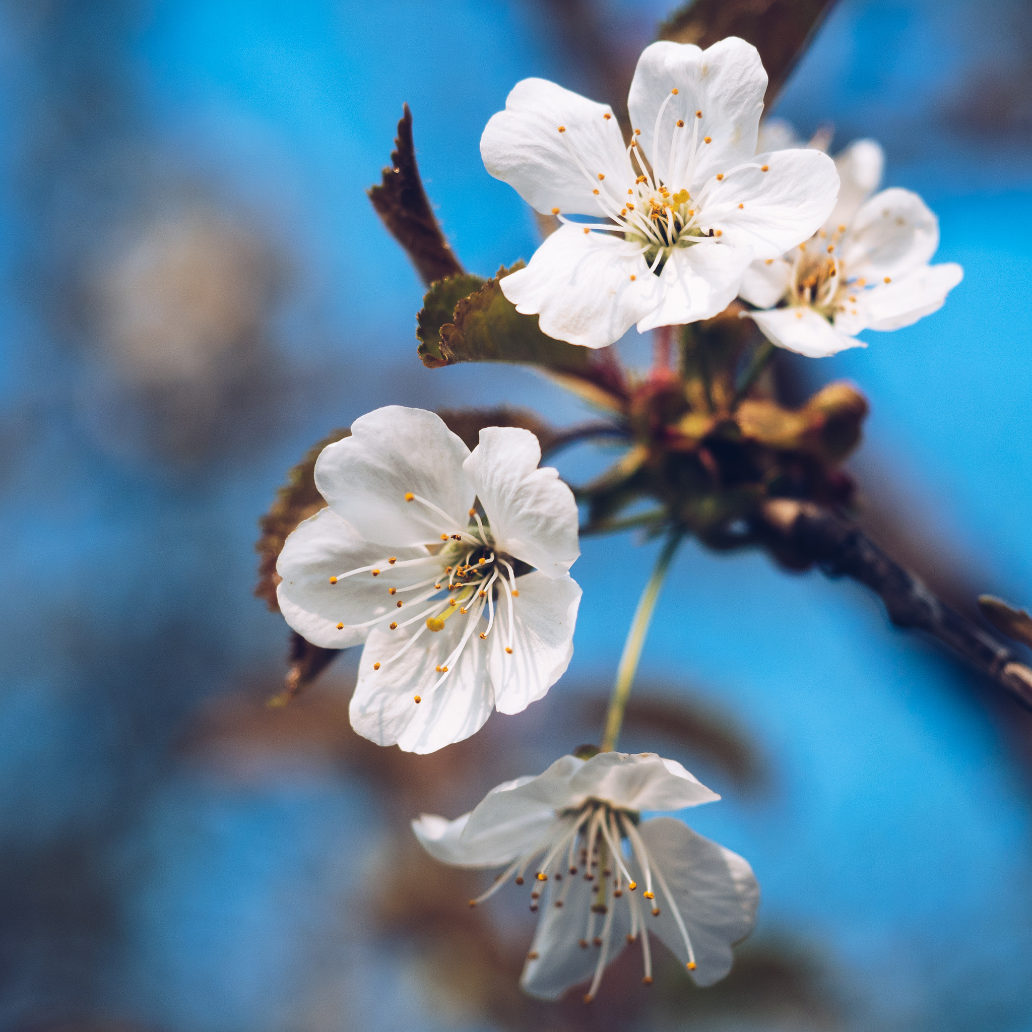 Olympus OM-D E-M5 II + Olympus M.Zuiko Digital ED 12-40mm F2.8 Pro sample photo. Springtime #2 photography