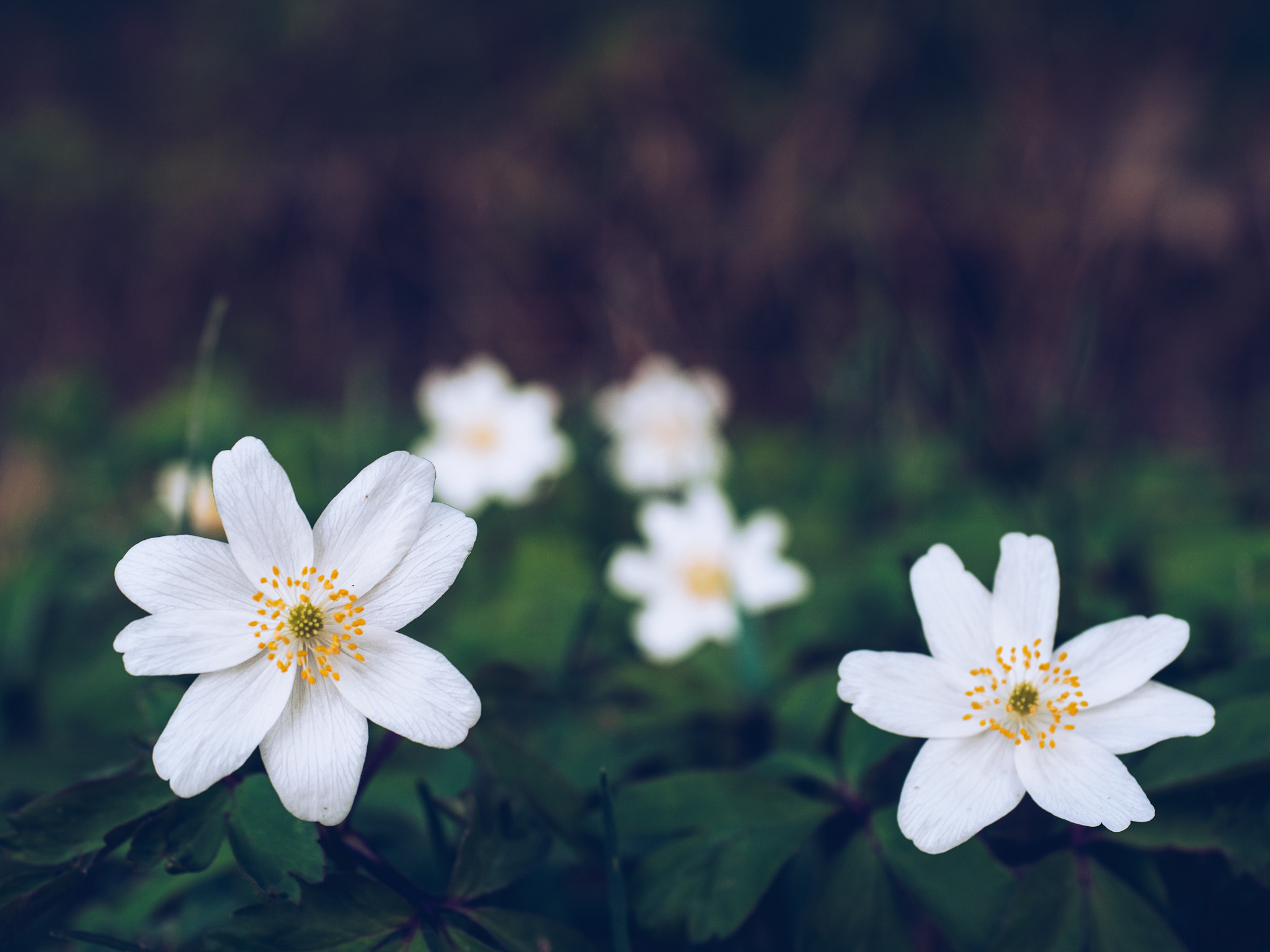 Olympus OM-D E-M5 II + Olympus M.Zuiko Digital ED 12-40mm F2.8 Pro sample photo. Springtime #3 photography