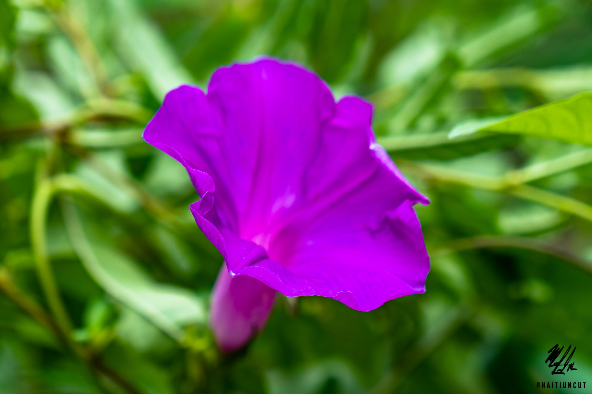 Sony a6300 + Sony Vario-Tessar T* E 16-70mm F4 ZA OSS sample photo. Flower power photography
