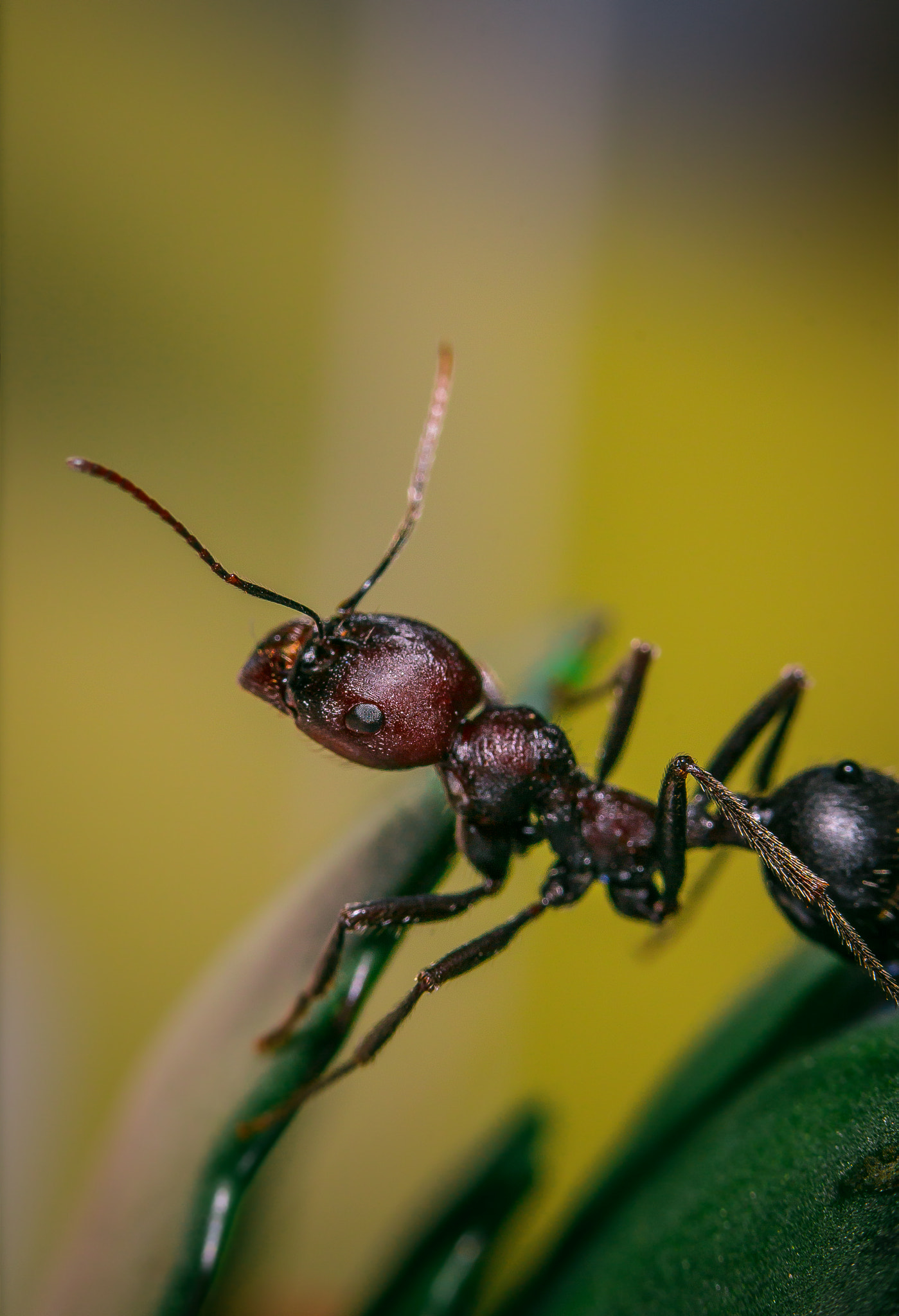 Canon EF-S 60mm F2.8 Macro USM sample photo. Ant photography