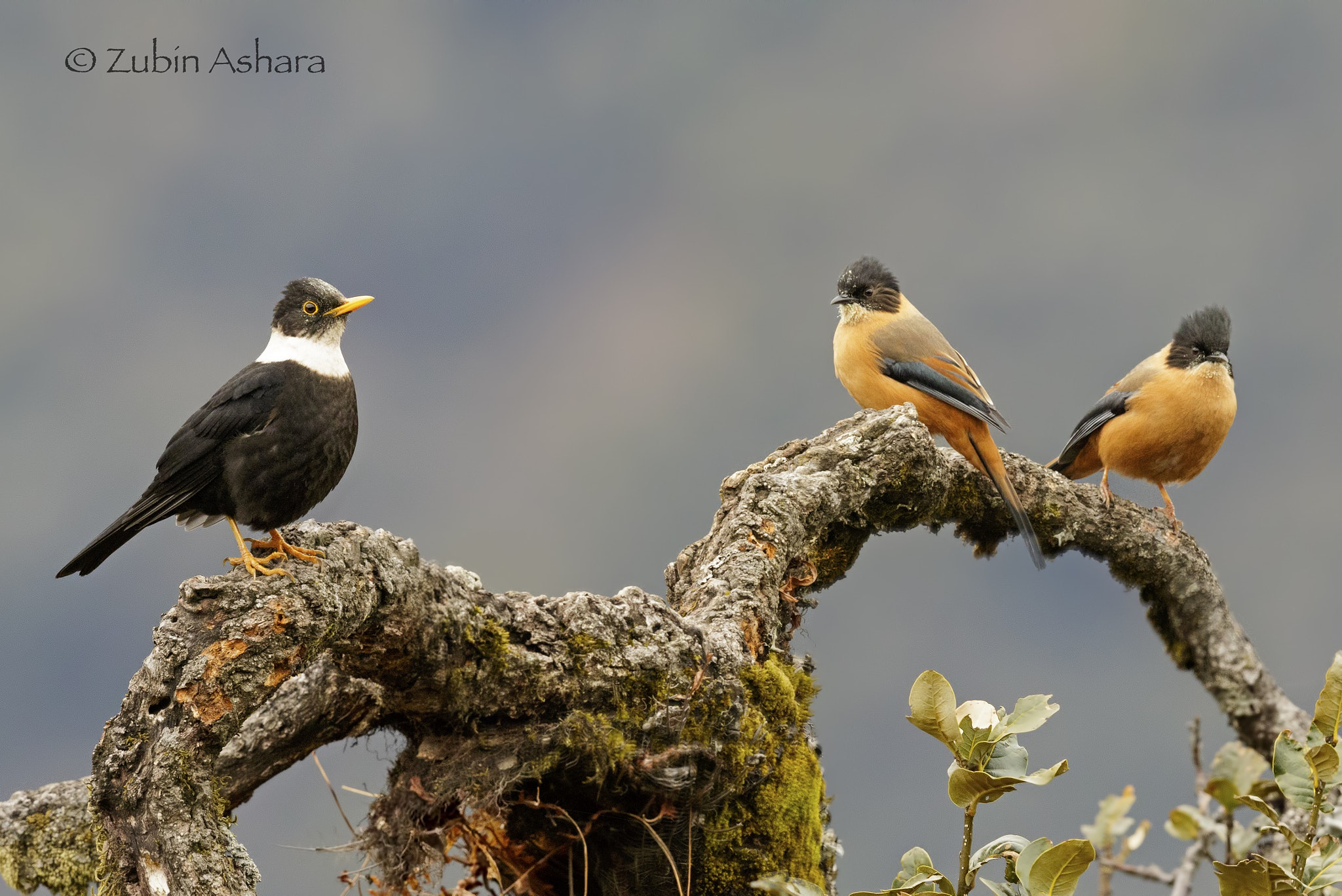 Canon EF 600mm F4L IS II USM sample photo. Rufous sibia & white-collared blackbird photography