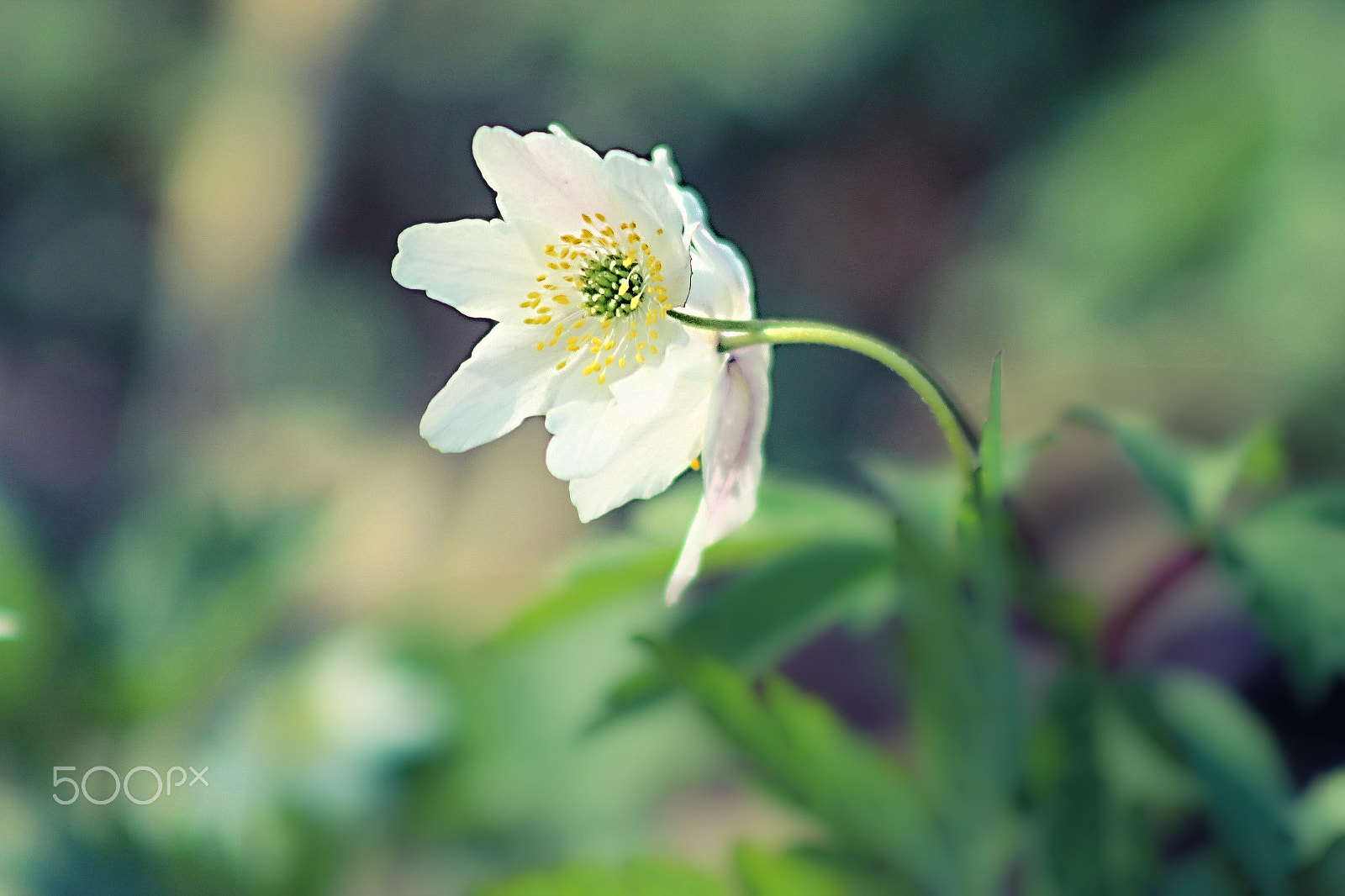 EF75-300mm f/4-5.6 sample photo