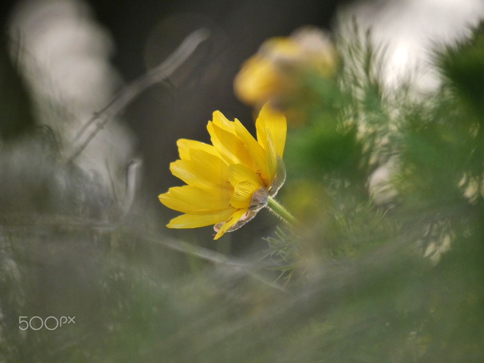 Panasonic Lumix DMC-G6 sample photo. Yellow photography