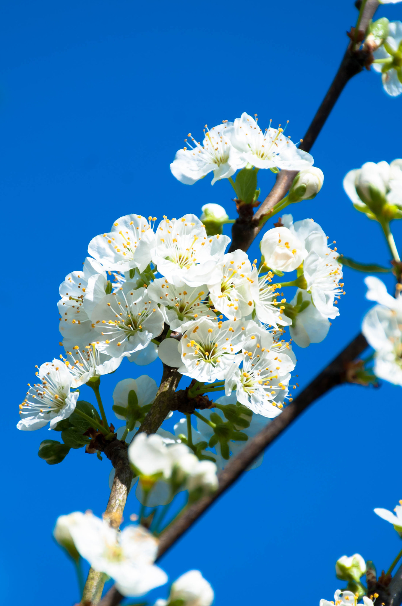 Nikon D300 sample photo. Fleur prunier photography
