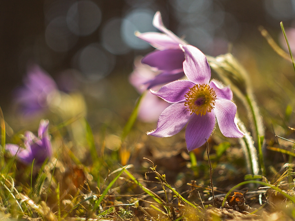 Canon EF 35-80mm f/4-5.6 sample photo. Pulsatilla photography