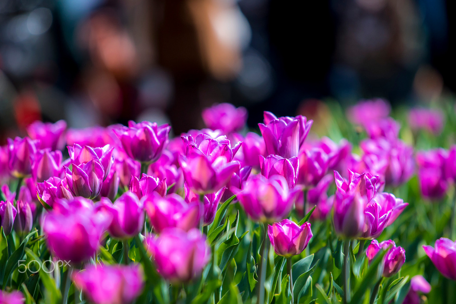 Canon EF 70-200mm F4L IS USM sample photo. Tulips photography