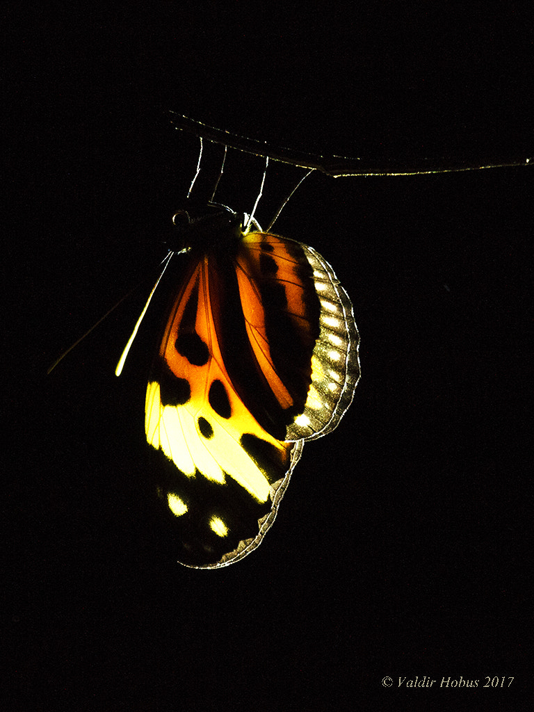 Canon EF 100-400mm F4.5-5.6L IS USM sample photo. Borboleta photography