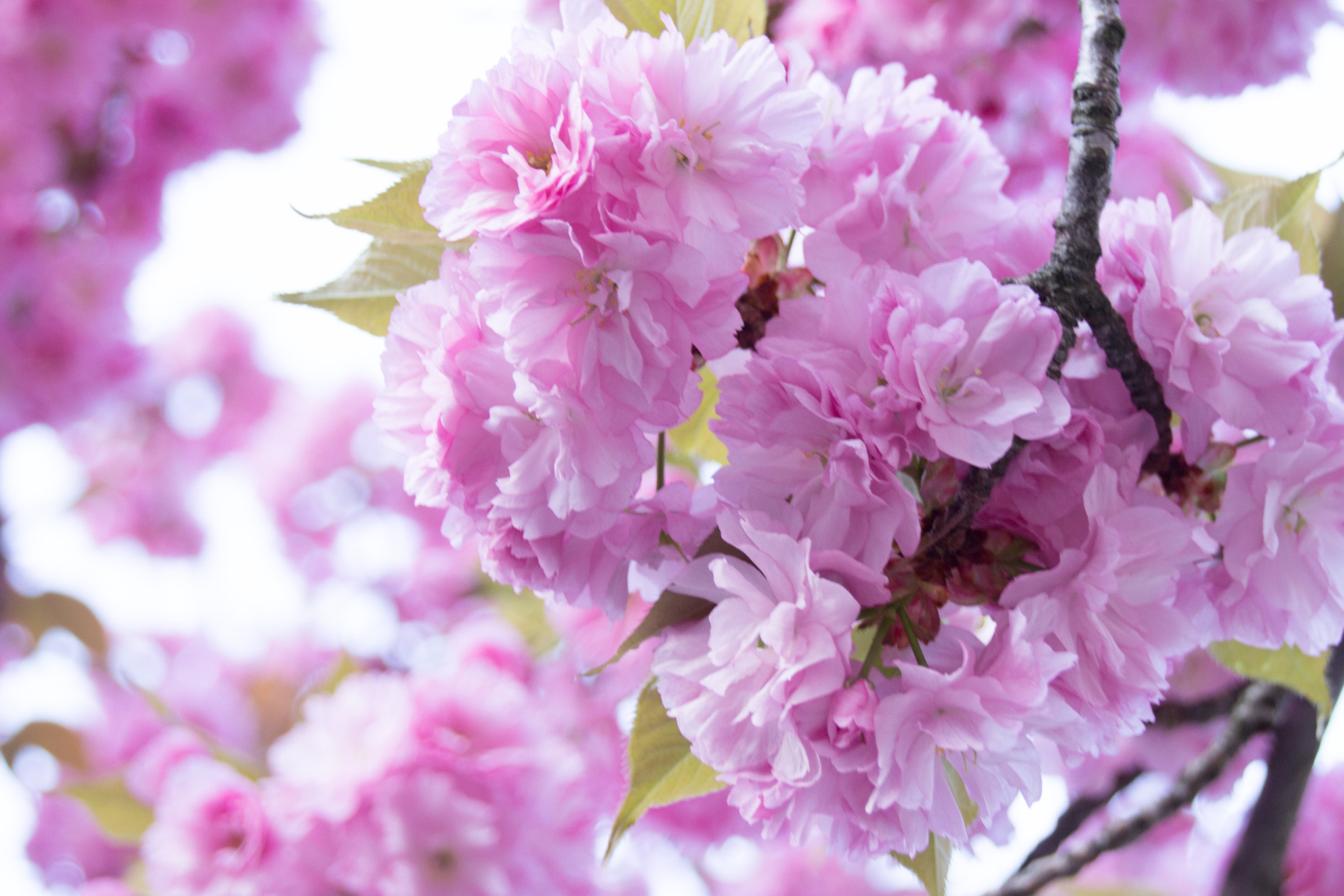 Sigma 18-250mm F3.5-6.3 DC OS HSM sample photo. Spring photography