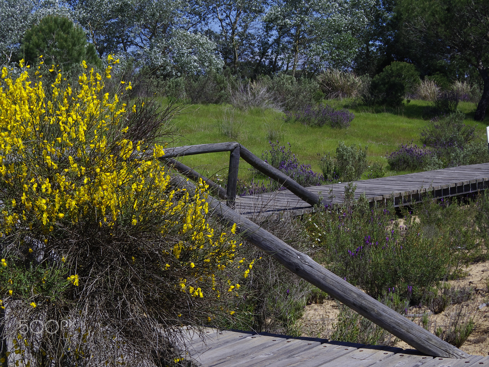 Pentax 06 Telephoto 15-45mm sample photo. Senderos de amarillo photography