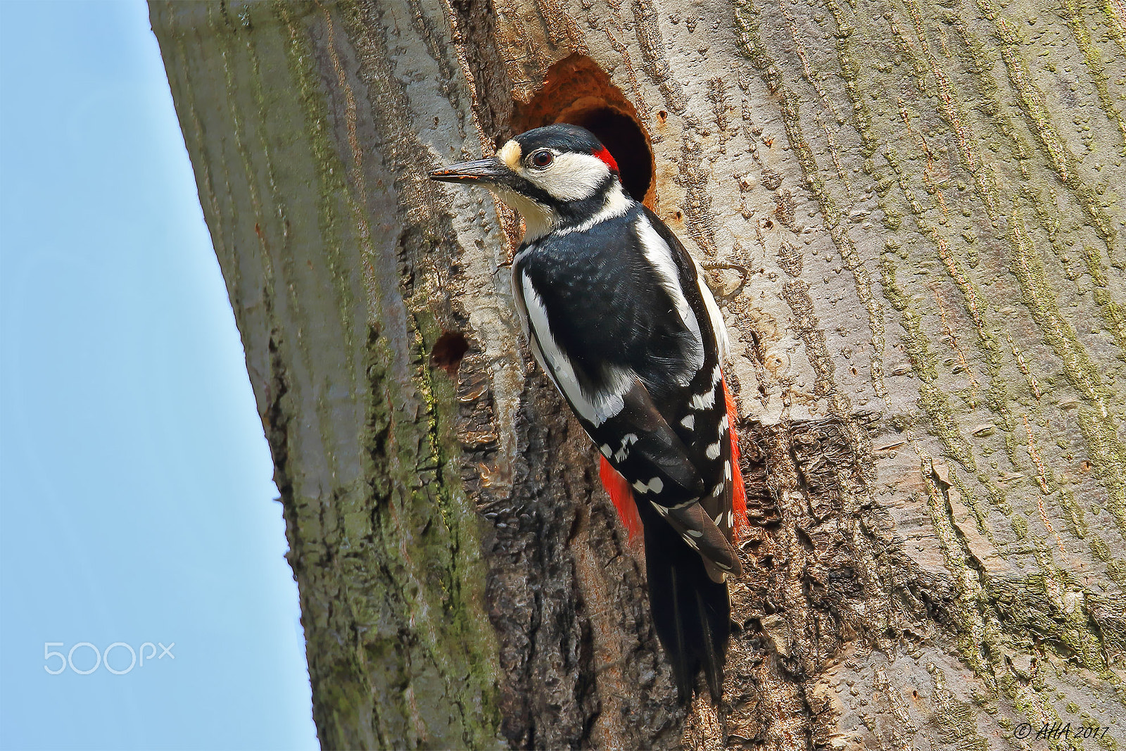 150-600mm F5-6.3 DG OS HSM | Sports 014 sample photo. Woodpecker building home photography
