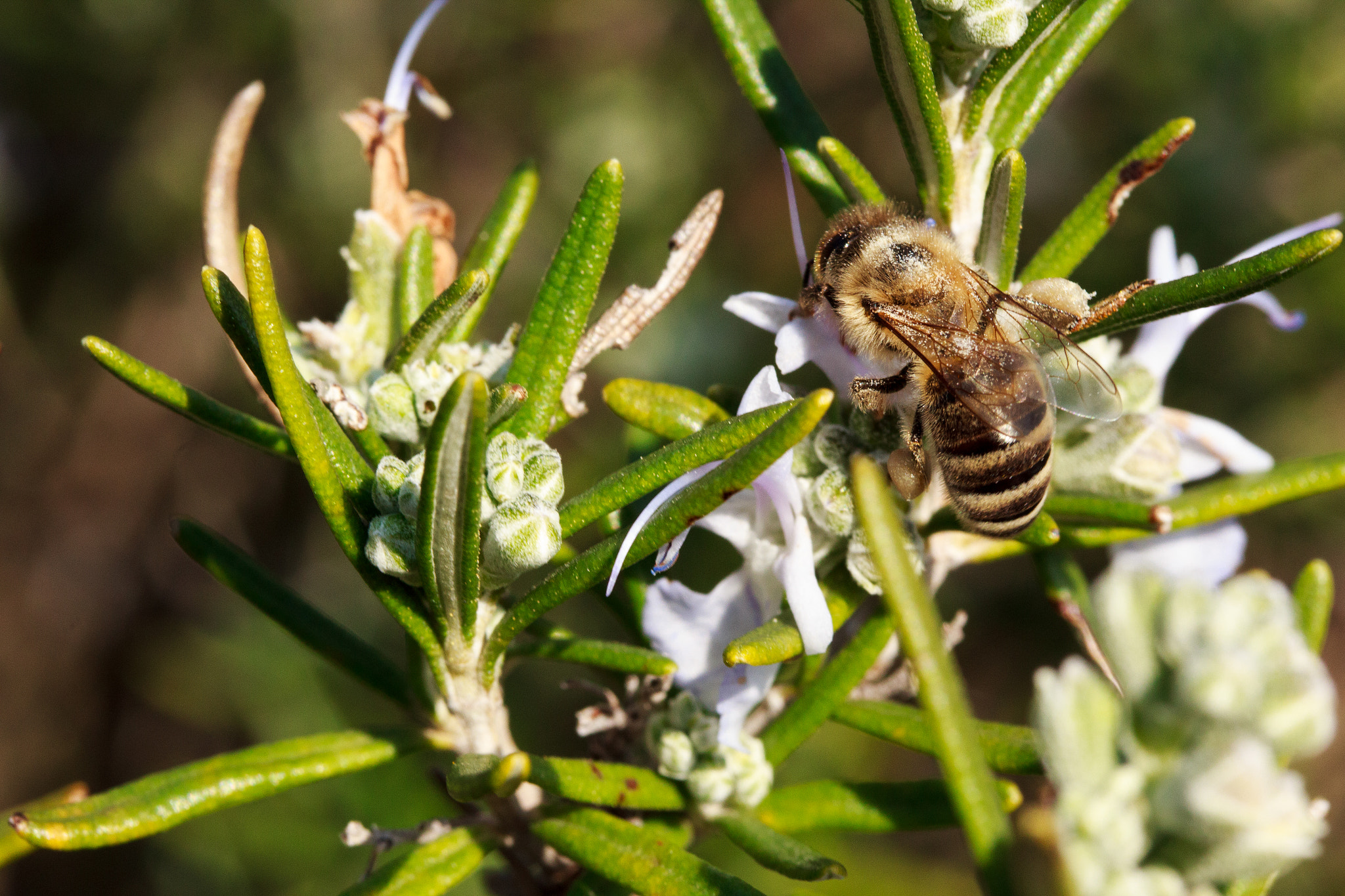 Canon EF-S 60mm F2.8 Macro USM sample photo. Hungry photography