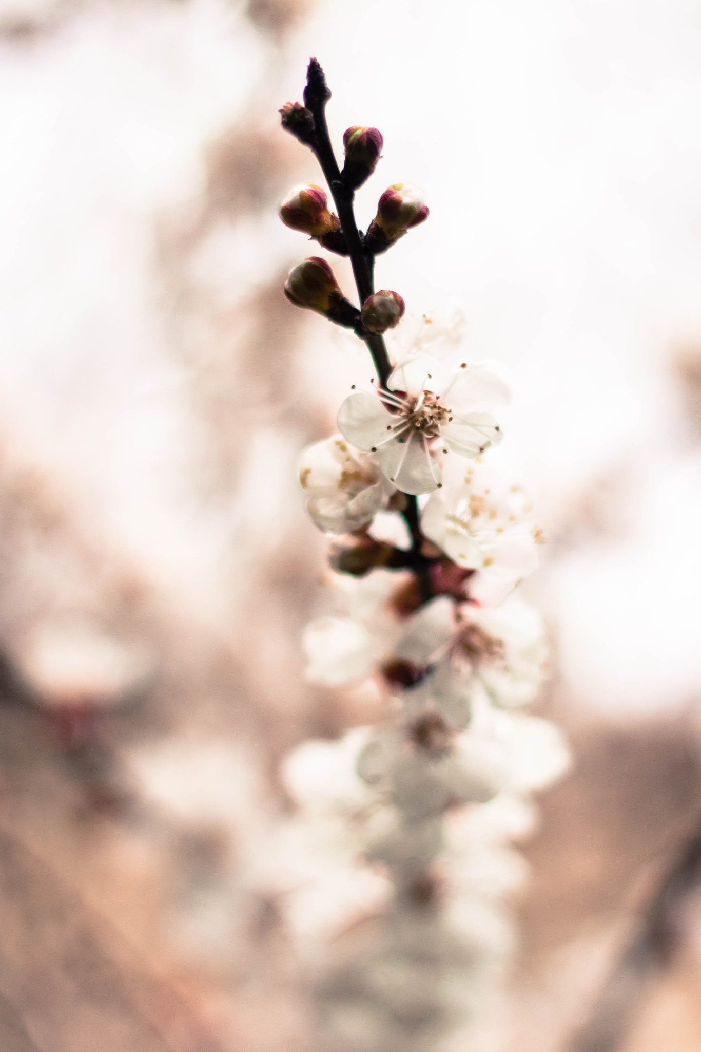 Canon EOS 700D (EOS Rebel T5i / EOS Kiss X7i) + Canon EF 50mm F1.8 II sample photo. Apricot future photography