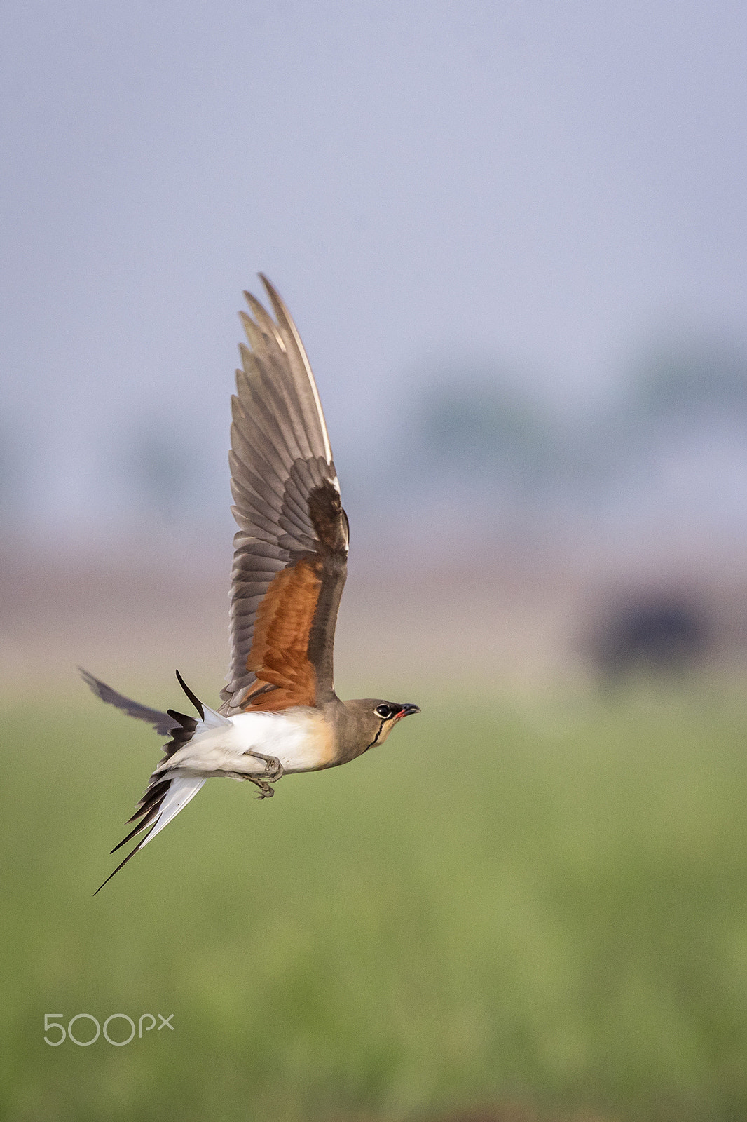 Nikon AF-S Nikkor 200-500mm F5.6E ED VR sample photo. Oriental pratincole photography