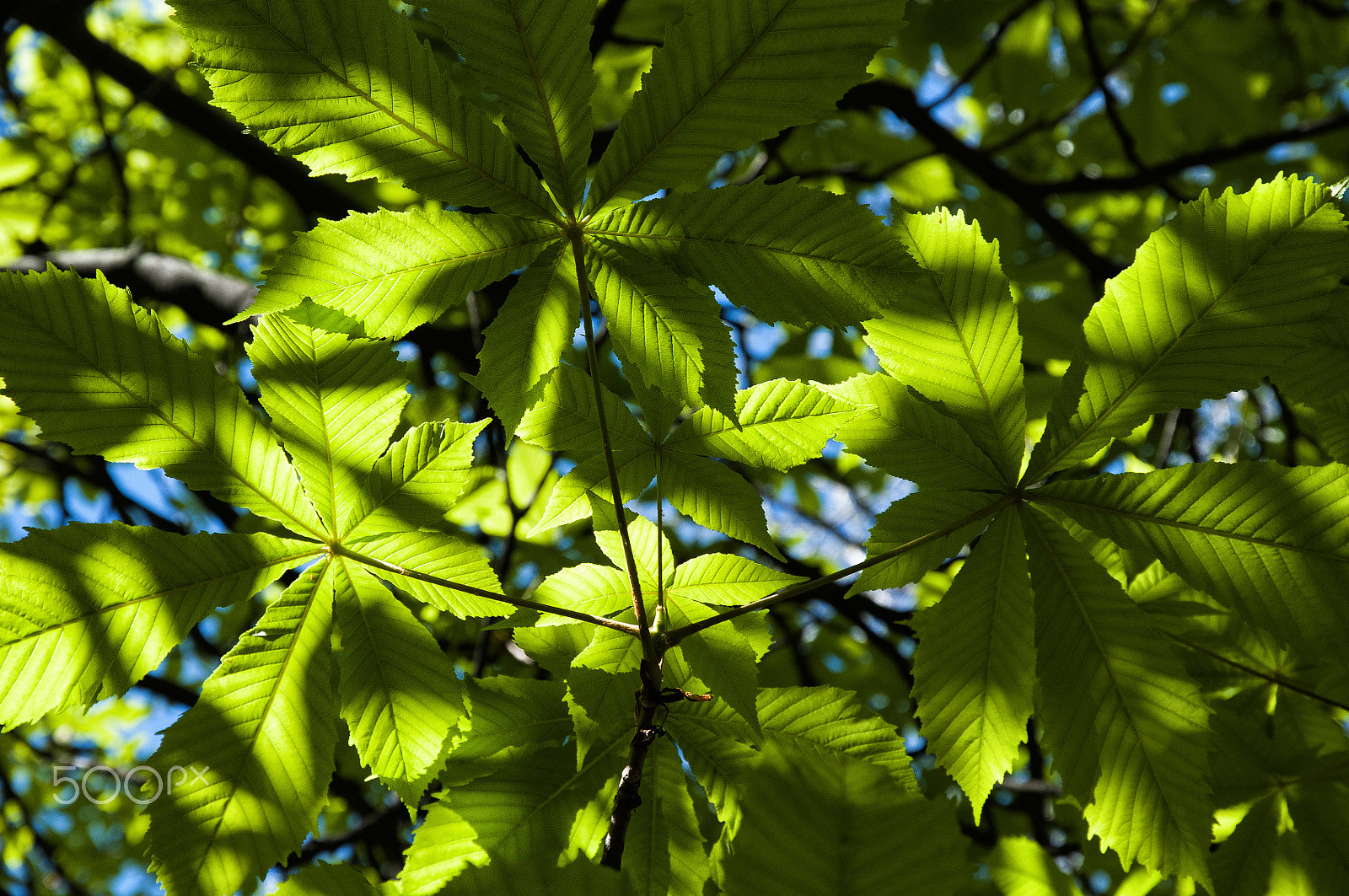 Nikon D300 sample photo. Close plane. green leaves on the tree. photography