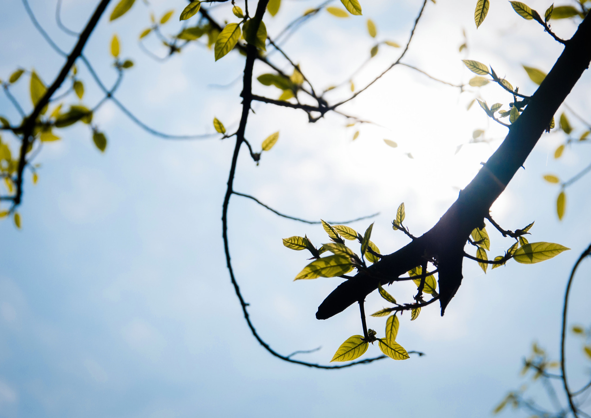 Sigma 17-50mm F2.8 EX DC OS HSM sample photo. Spring photography