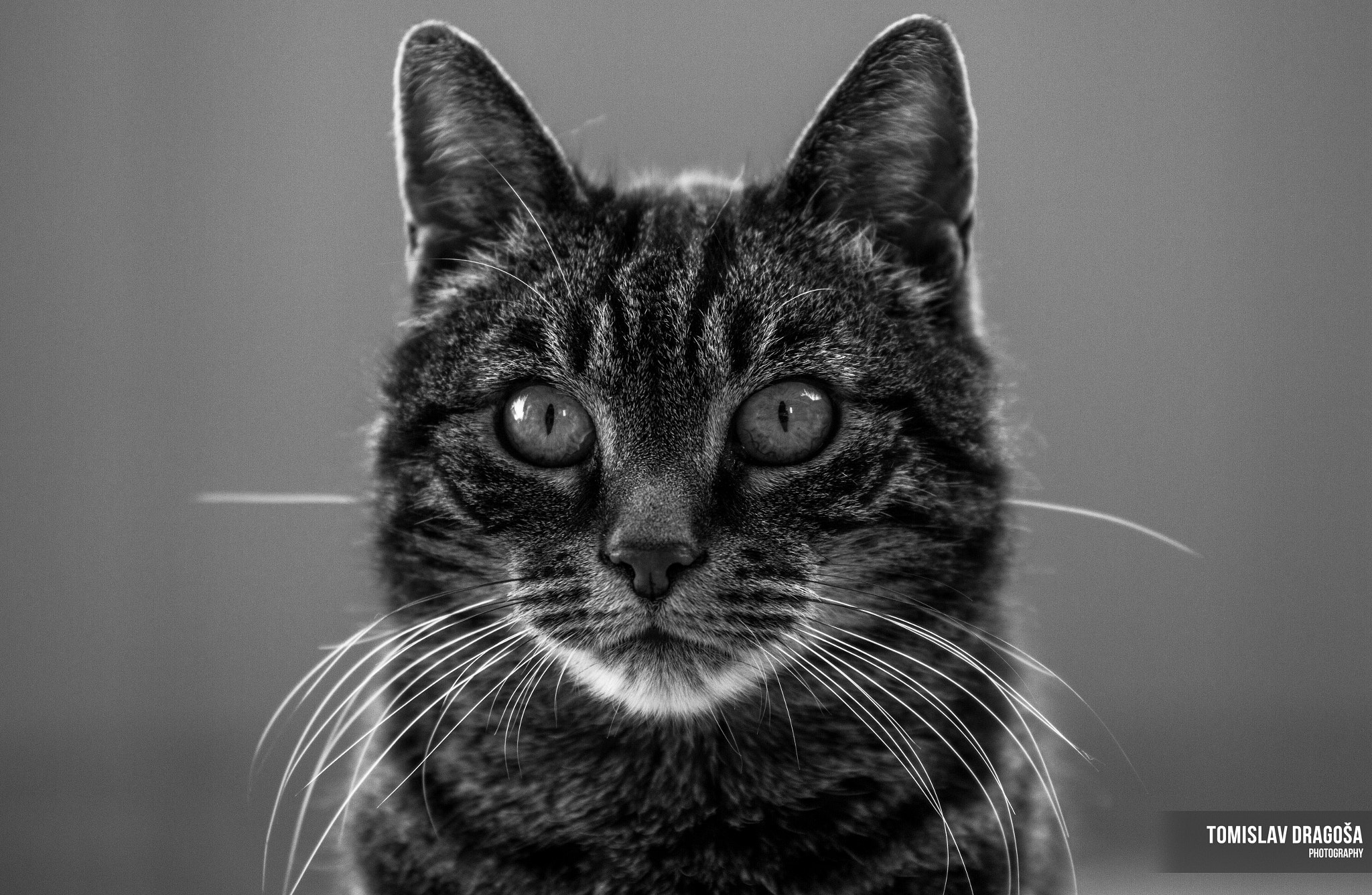 Canon EOS 7D sample photo. Cat photography