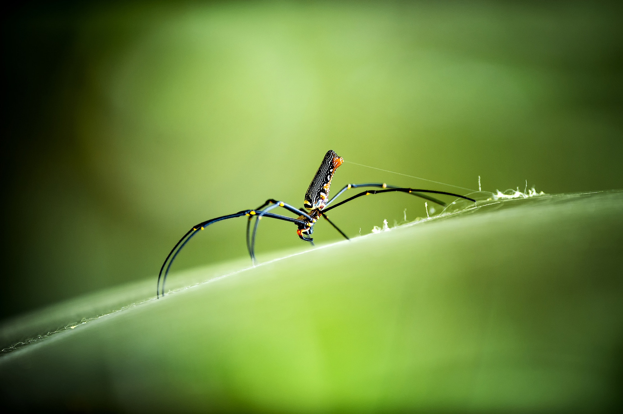 Nikon AF-S Nikkor 300mm F2.8G ED VR II sample photo. Nephila photography