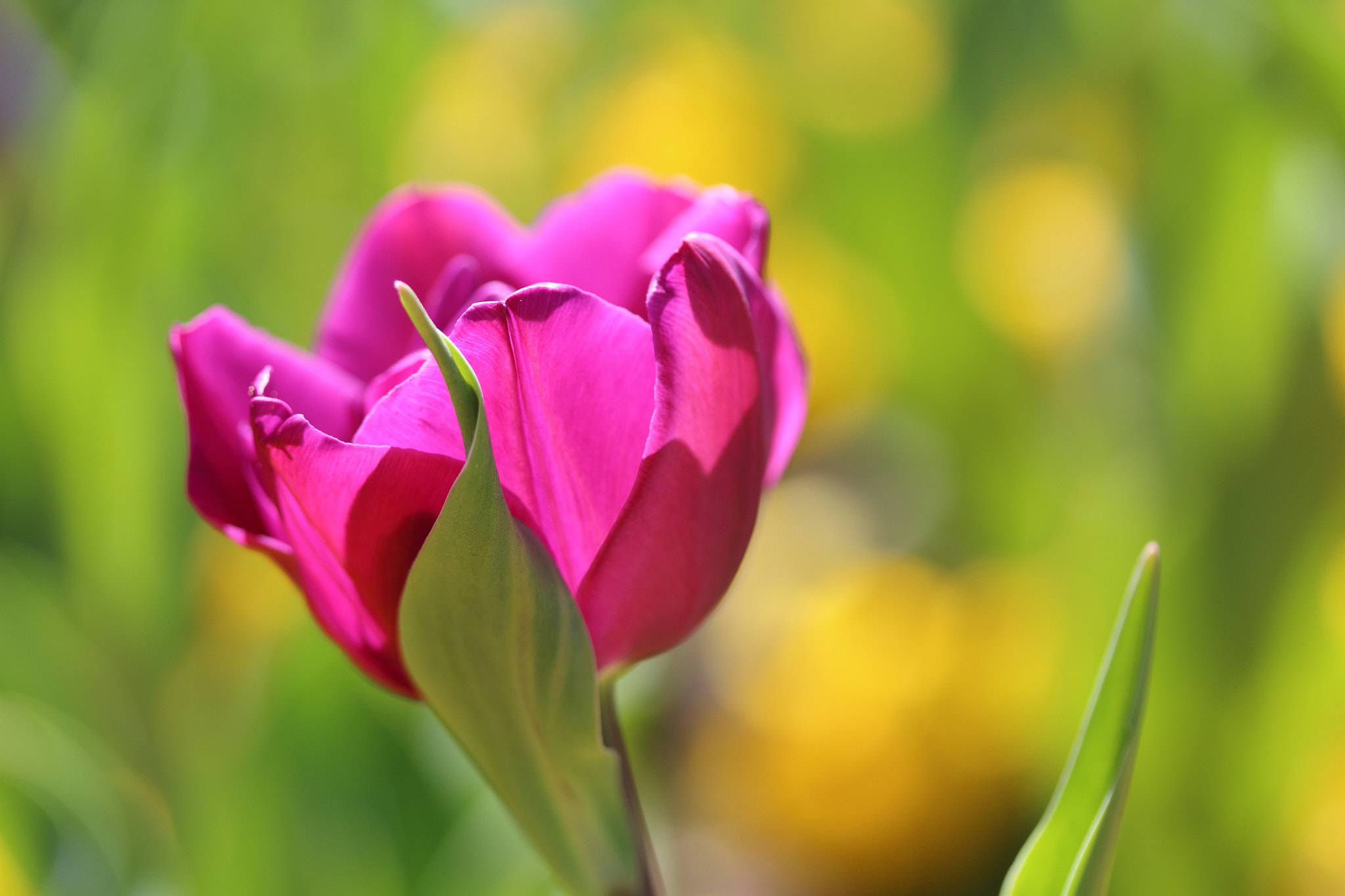 Canon EF-S 60mm F2.8 Macro USM sample photo. Treasure of spring  photography