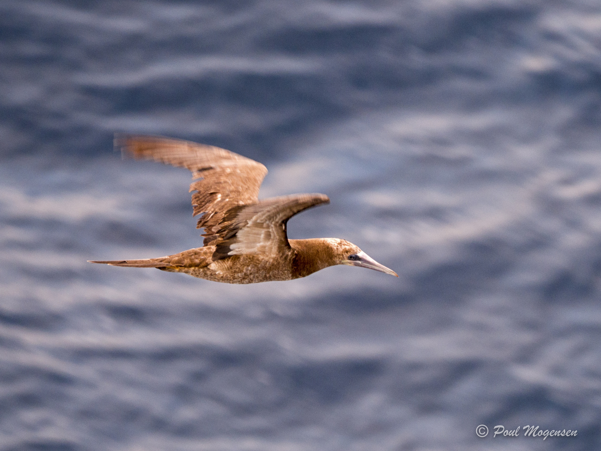 Olympus OM-D E-M1 Mark II sample photo. A young northern gannet photography