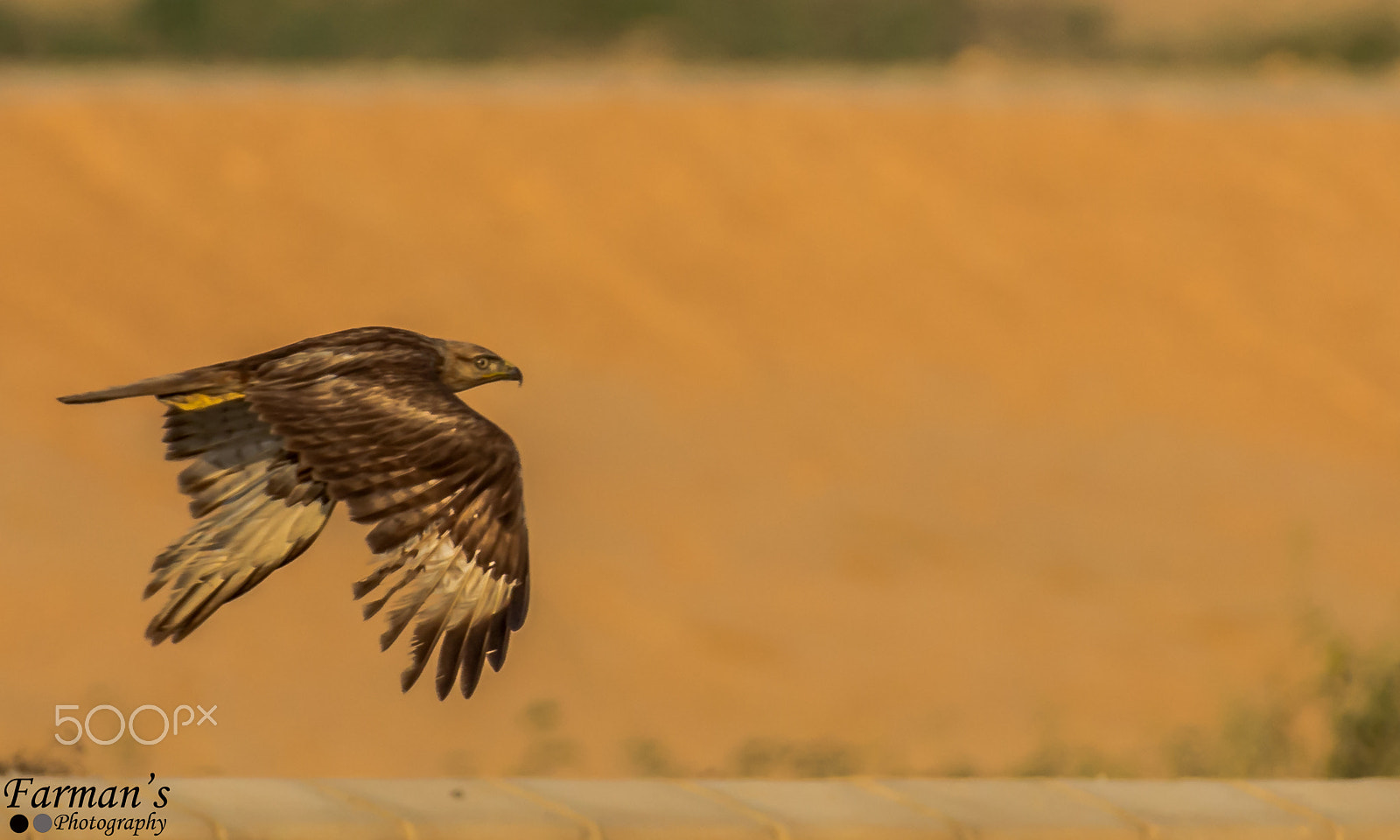Nikon AF-S Nikkor 200-500mm F5.6E ED VR sample photo. Long-legged buzzard photography