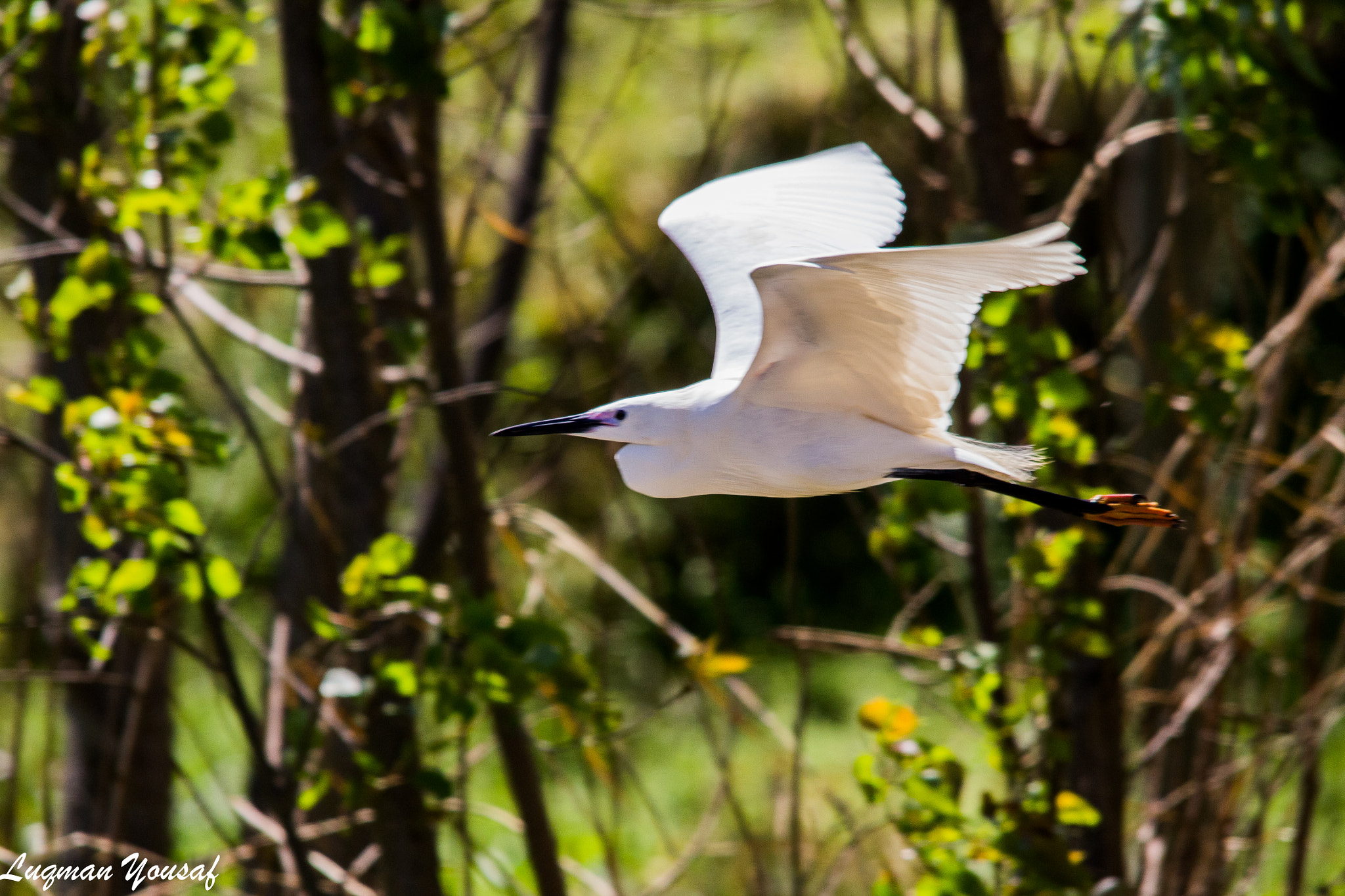 Sigma 150-500mm F5-6.3 DG OS HSM sample photo. Little egret photography
