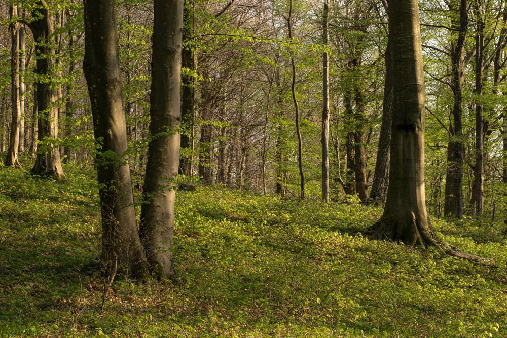 Nikon AF-S Nikkor 50mm F1.8G sample photo. Forest photography