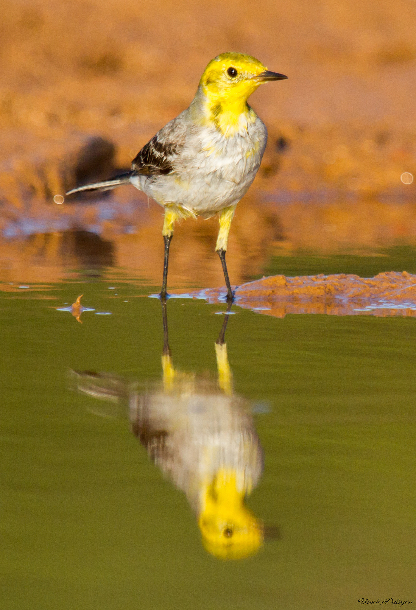 Canon EF 100-400mm F4.5-5.6L IS USM sample photo. Reflection photography