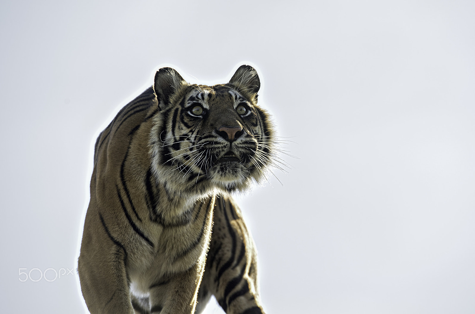 Nikon D5 + Nikon AF-S Nikkor 70-200mm F2.8G ED VR II sample photo. Tiger photography