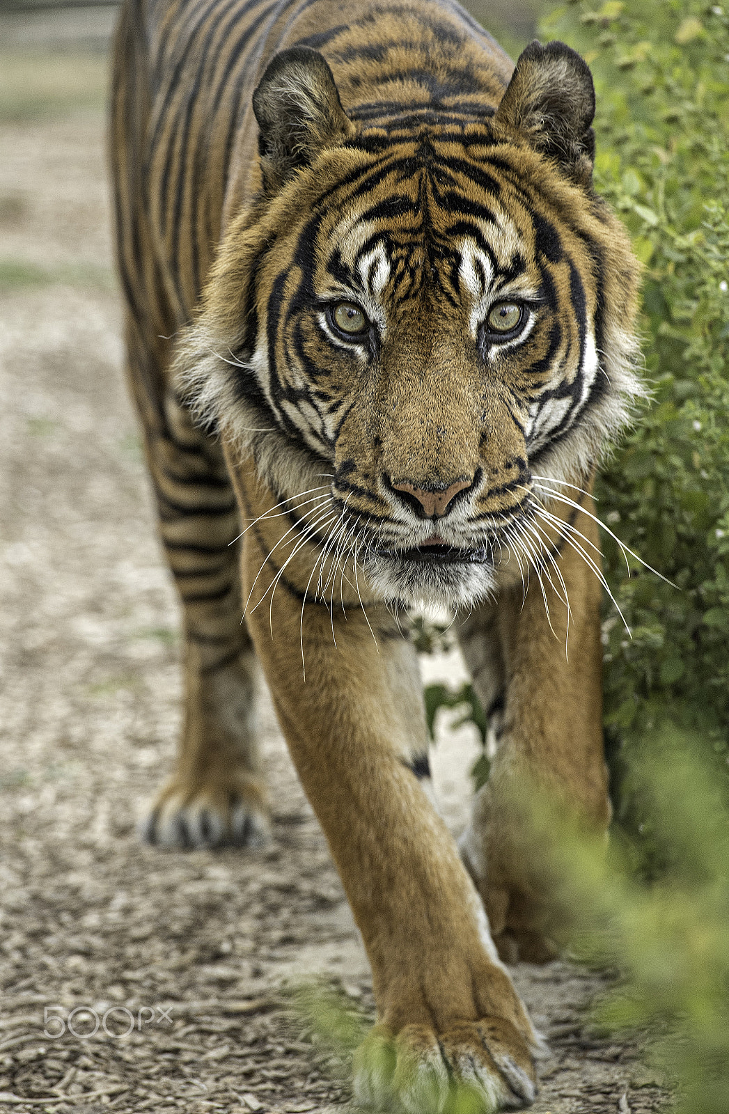 Nikon D5 sample photo. Tiger photography