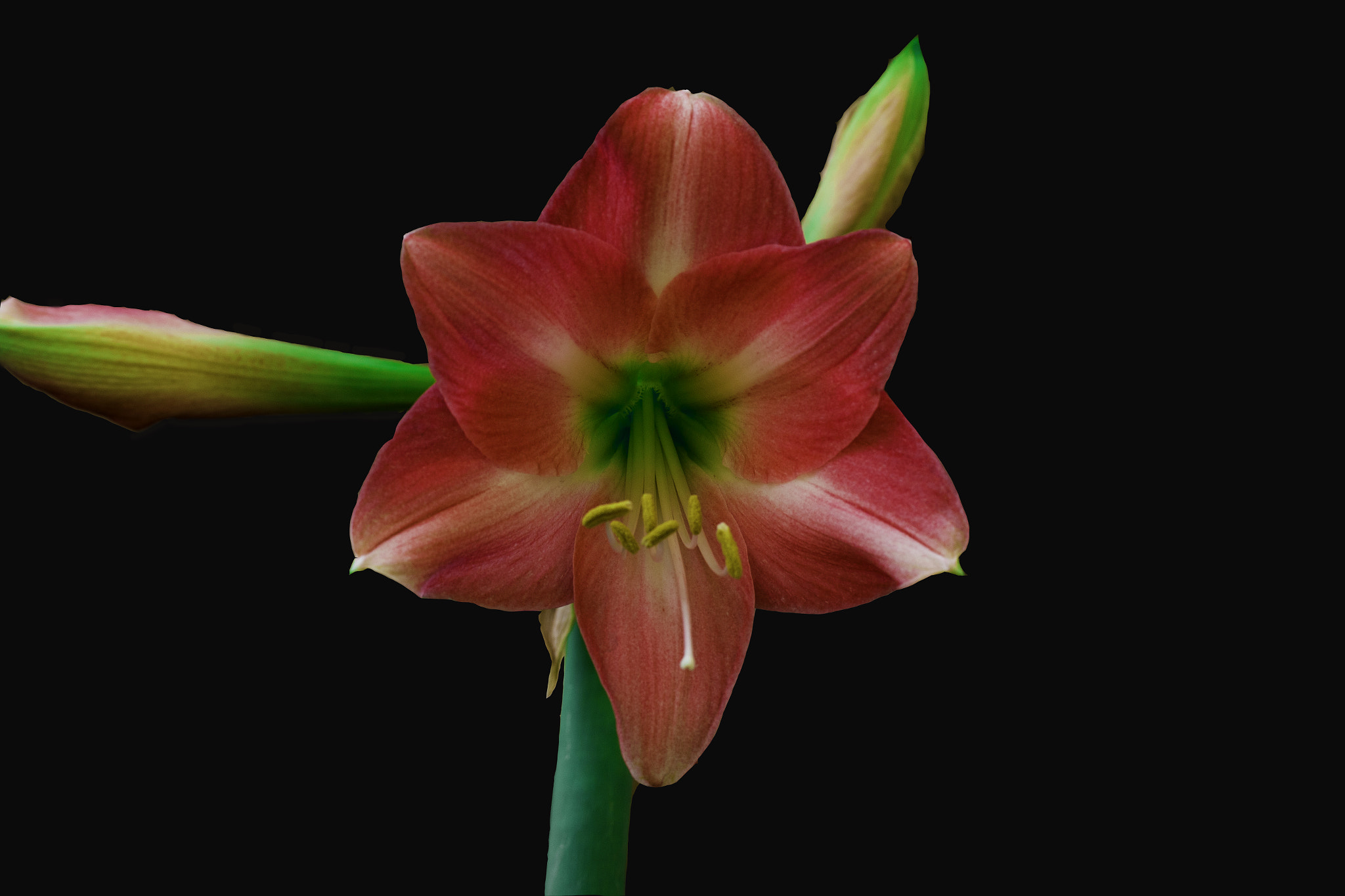 Canon EF 100mm F2.8L Macro IS USM sample photo. Red  lily photography