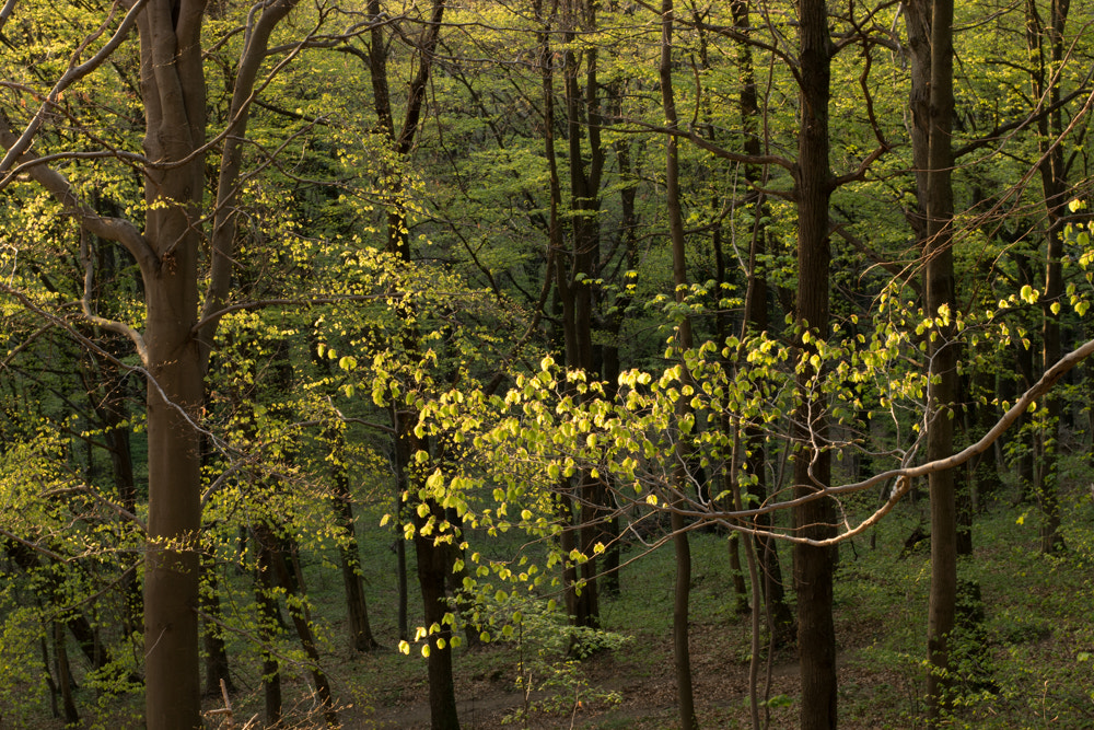 Nikon AF-S Nikkor 50mm F1.8G sample photo. Forest photography